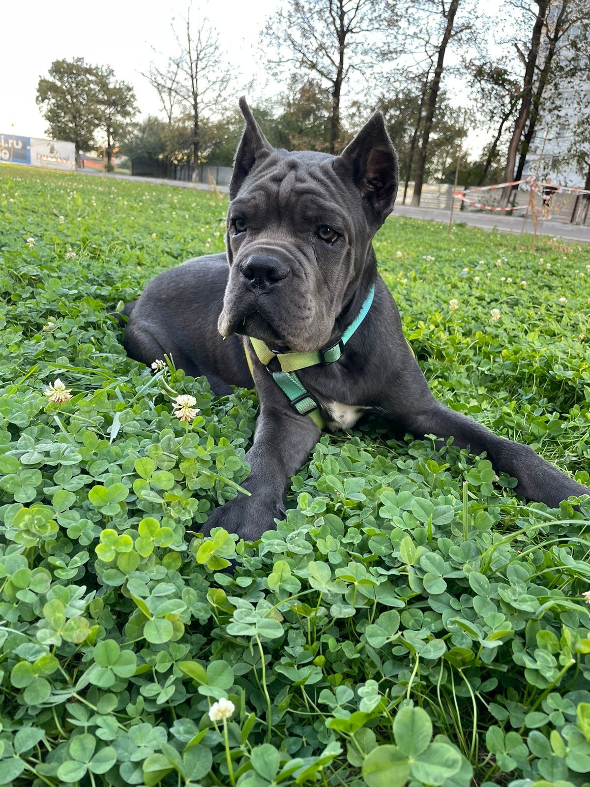 Cane Corso 4 months normal flight - My, Krasnodar, Cane Corso, Dog, Longpost