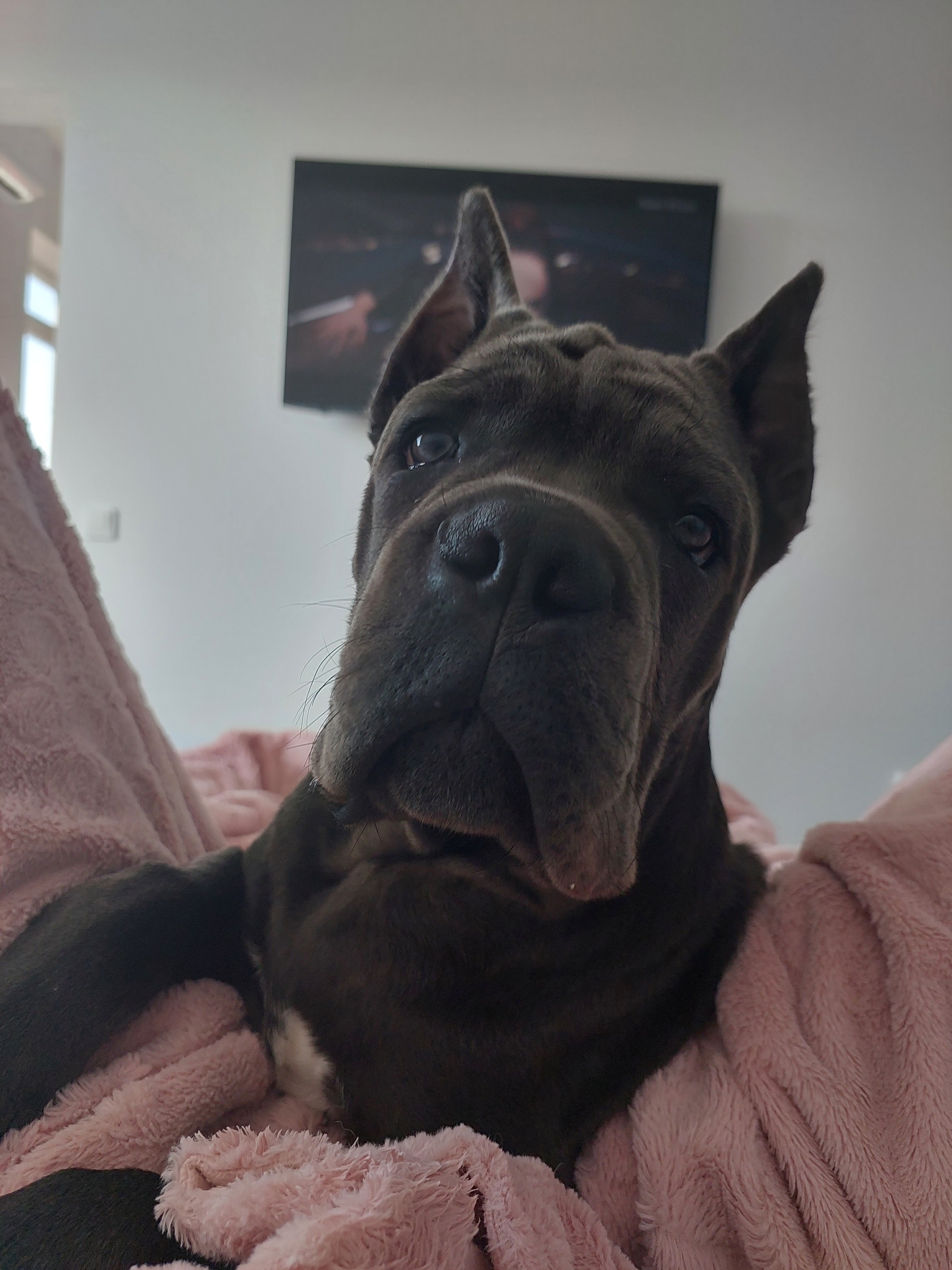 Cane Corso 4 months normal flight - My, Krasnodar, Cane Corso, Dog, Longpost