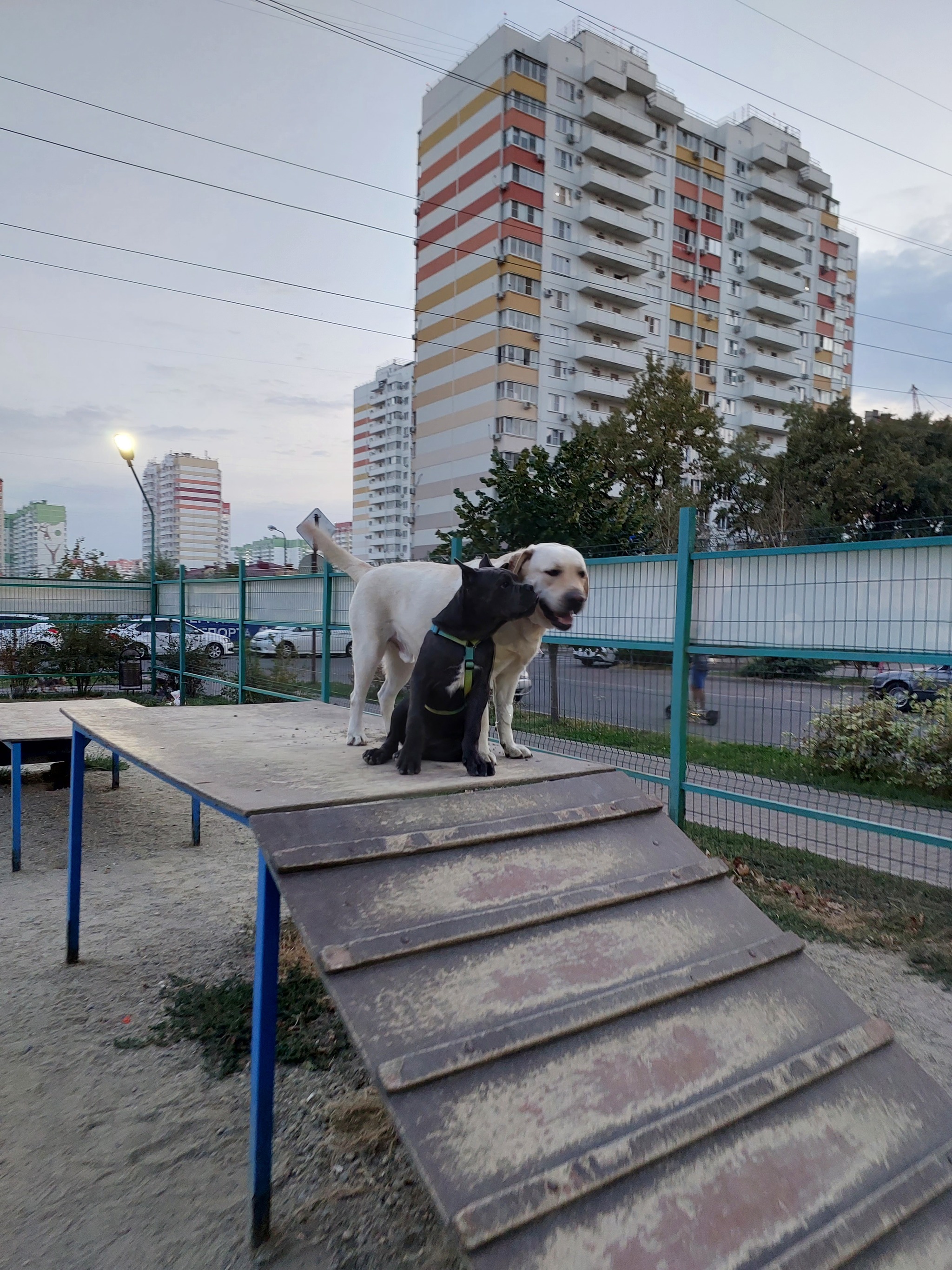 Cane Corso 4 months normal flight - My, Krasnodar, Cane Corso, Dog, Longpost