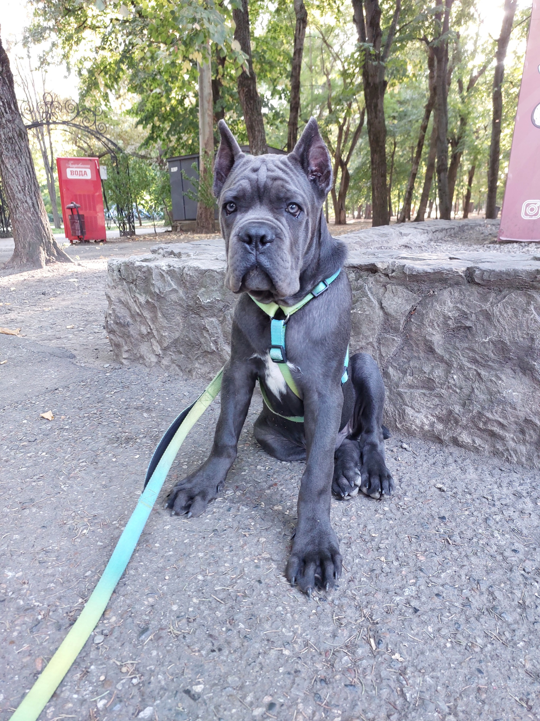 Cane Corso 4 months normal flight - My, Krasnodar, Cane Corso, Dog, Longpost