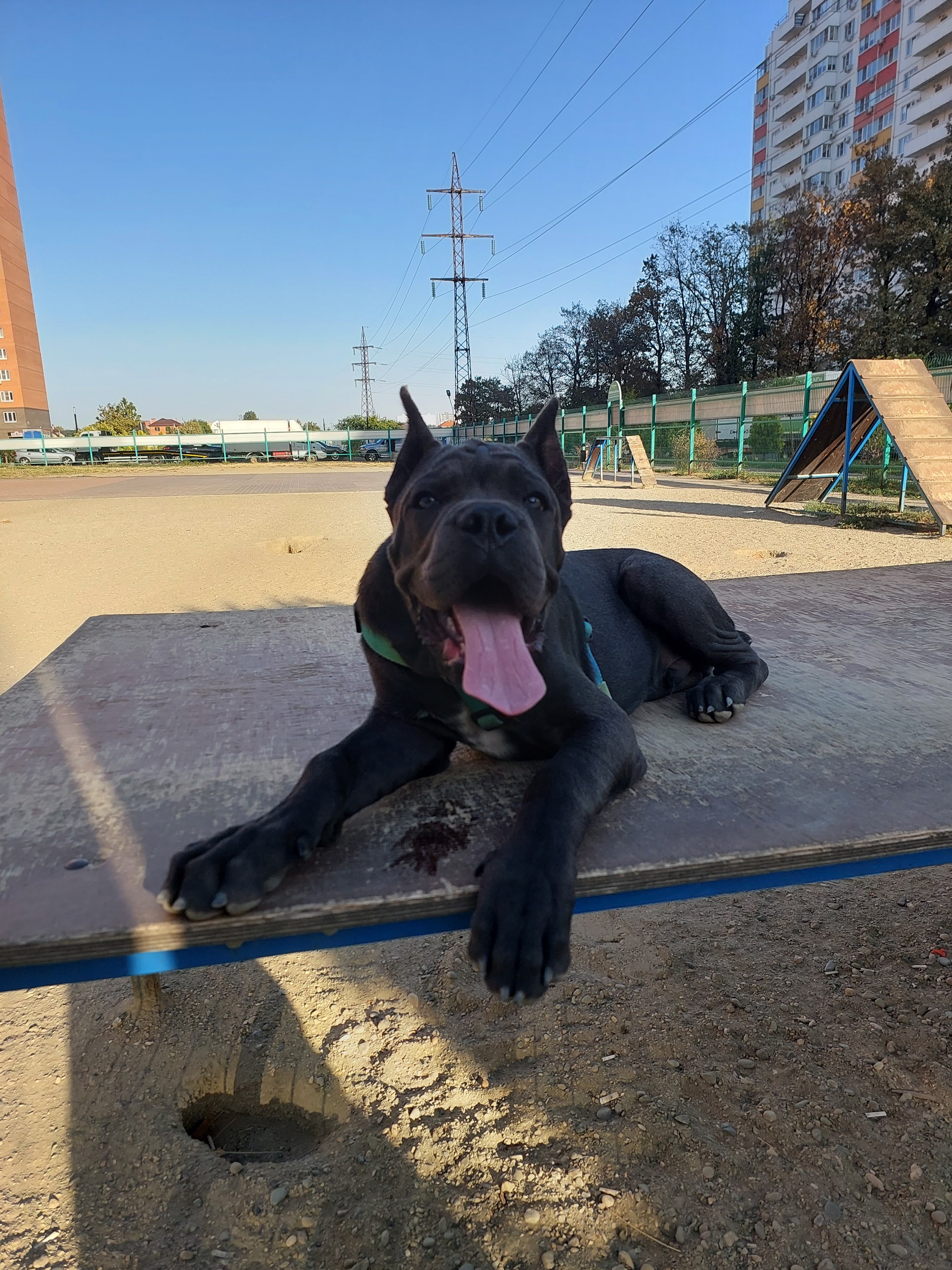 Cane Corso 4 months normal flight - My, Krasnodar, Cane Corso, Dog, Longpost