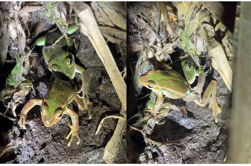 Male Australian frogs are in mortal danger - they are being eaten by females - Amphibians, Amphibian, Cannibalism, Tree frog, Frogs, Wild animals, Australia, New South Wales