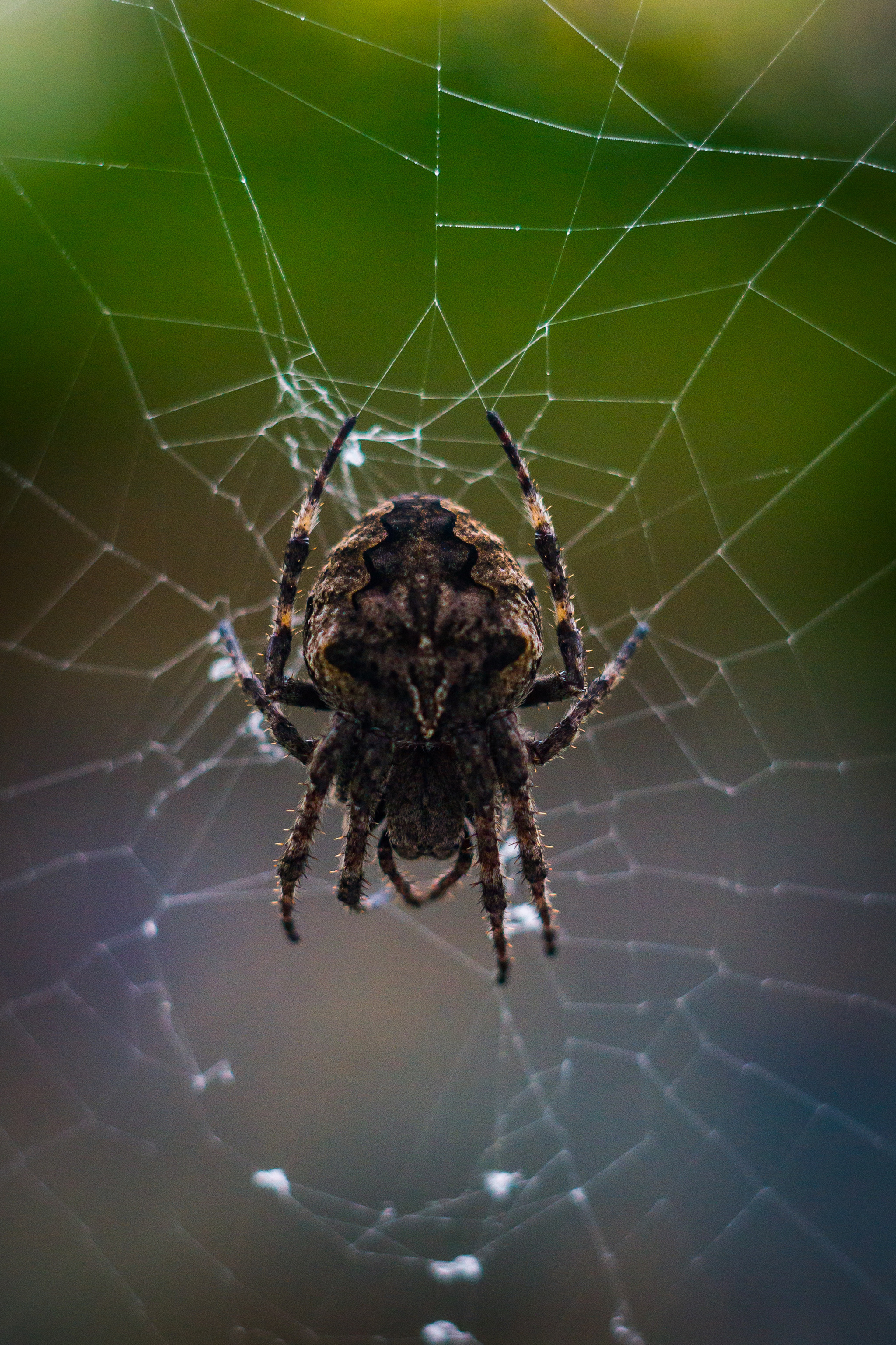 Just a spider made a web outside the window - My, Spider, Macro photography, The photo, Arachnophobia, Web