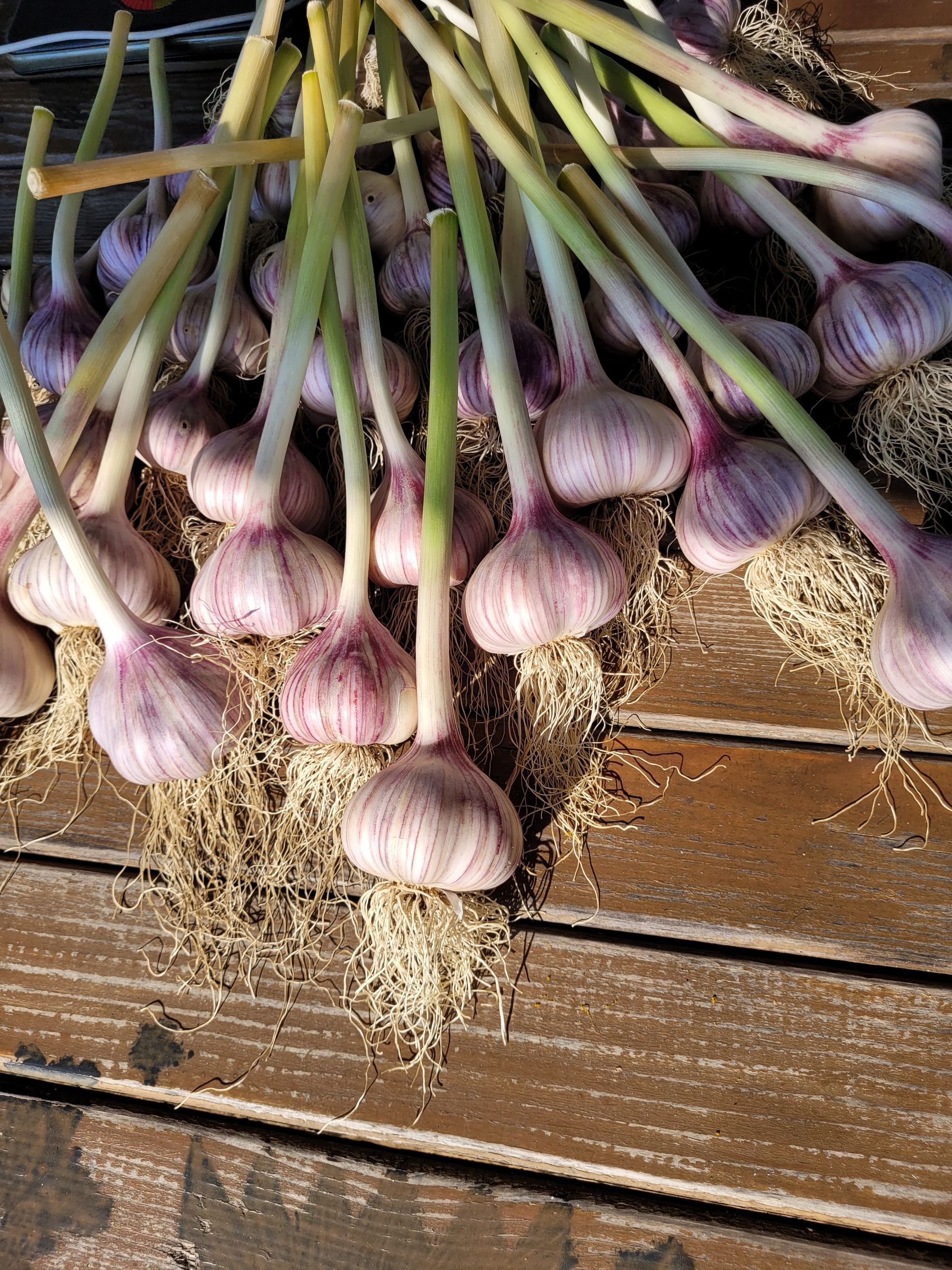 To all kind and not so kind people, regarding my post with garlic: - My, Garlic, The photo