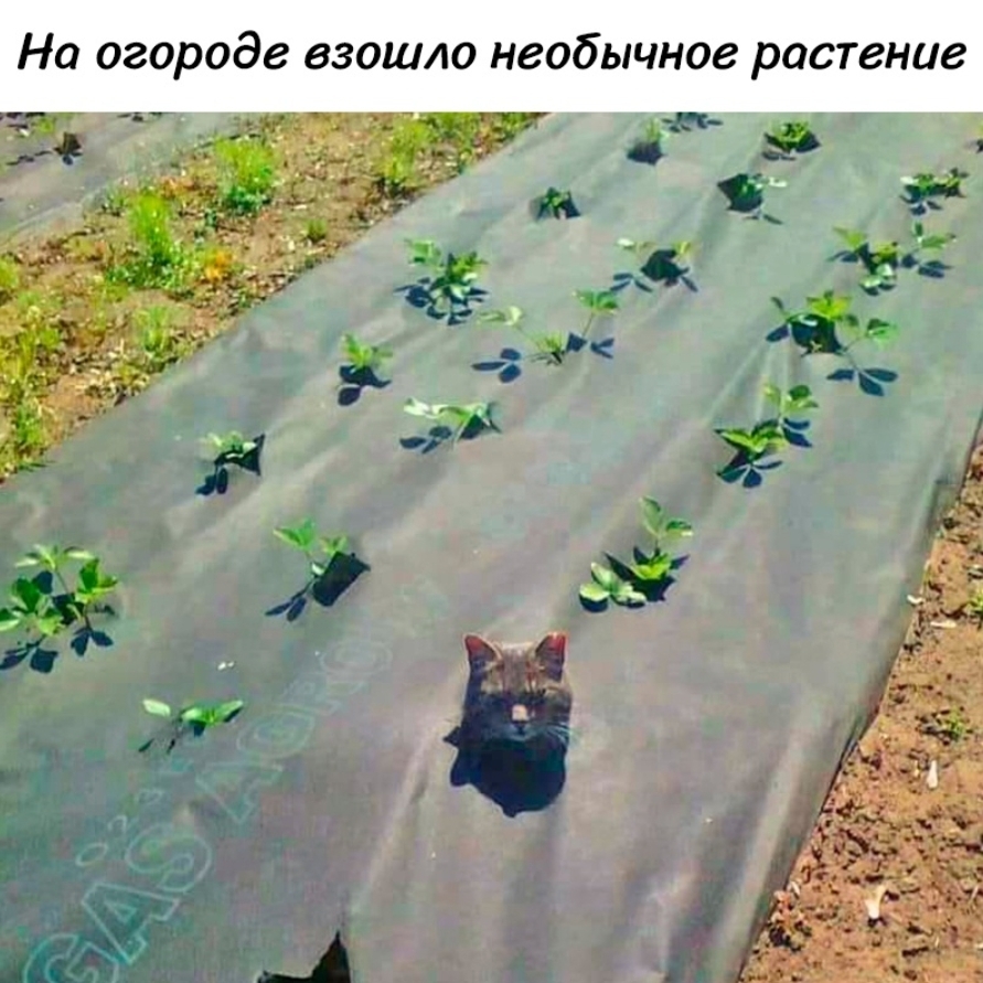 Emerged... - From the network, Humor, Picture with text, Memes, Screenshot, cat, Seedling, Garden, Repeat