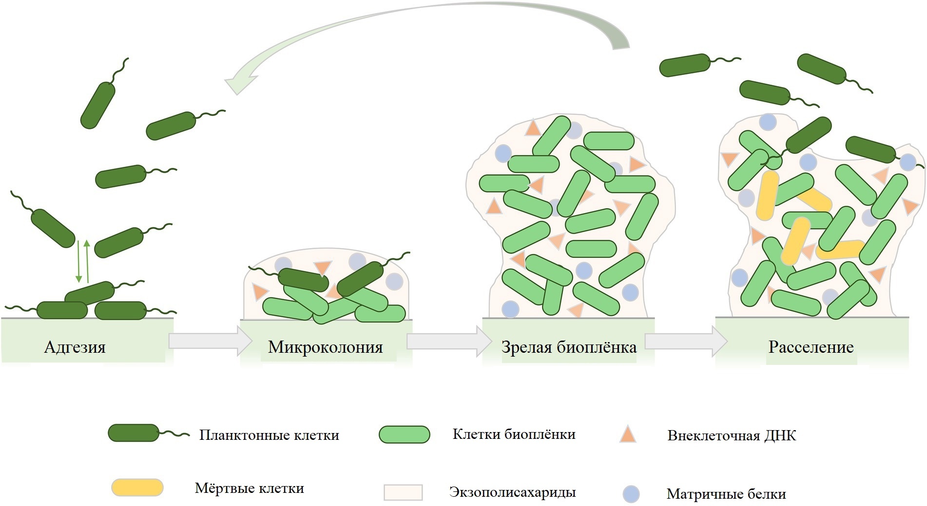 Bacteria and fungi on the surface of medical devices - My, Research, The science, Nauchpop, Biology, Longpost