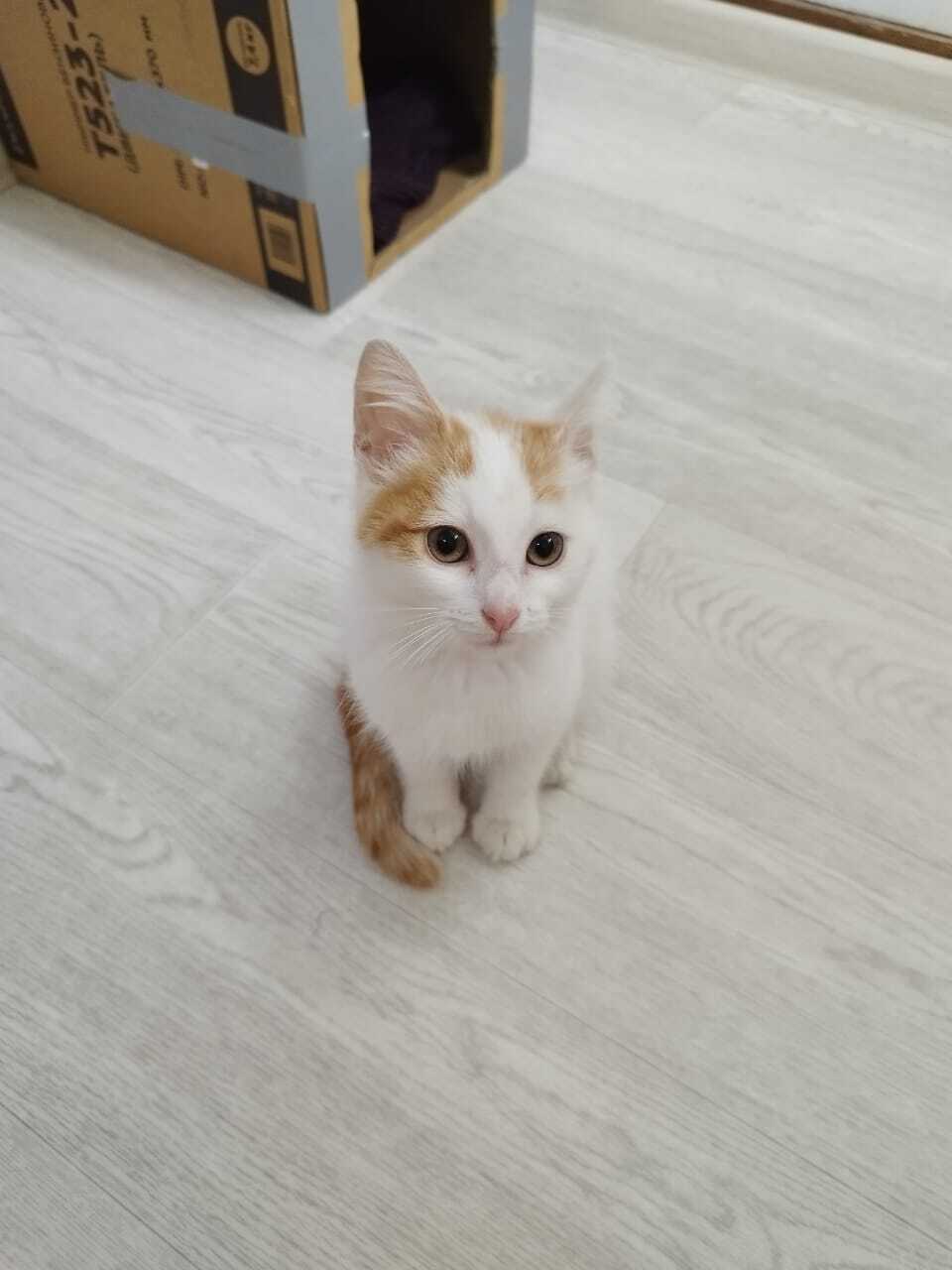 Kitten is looking for a home - cat, In good hands, Longpost