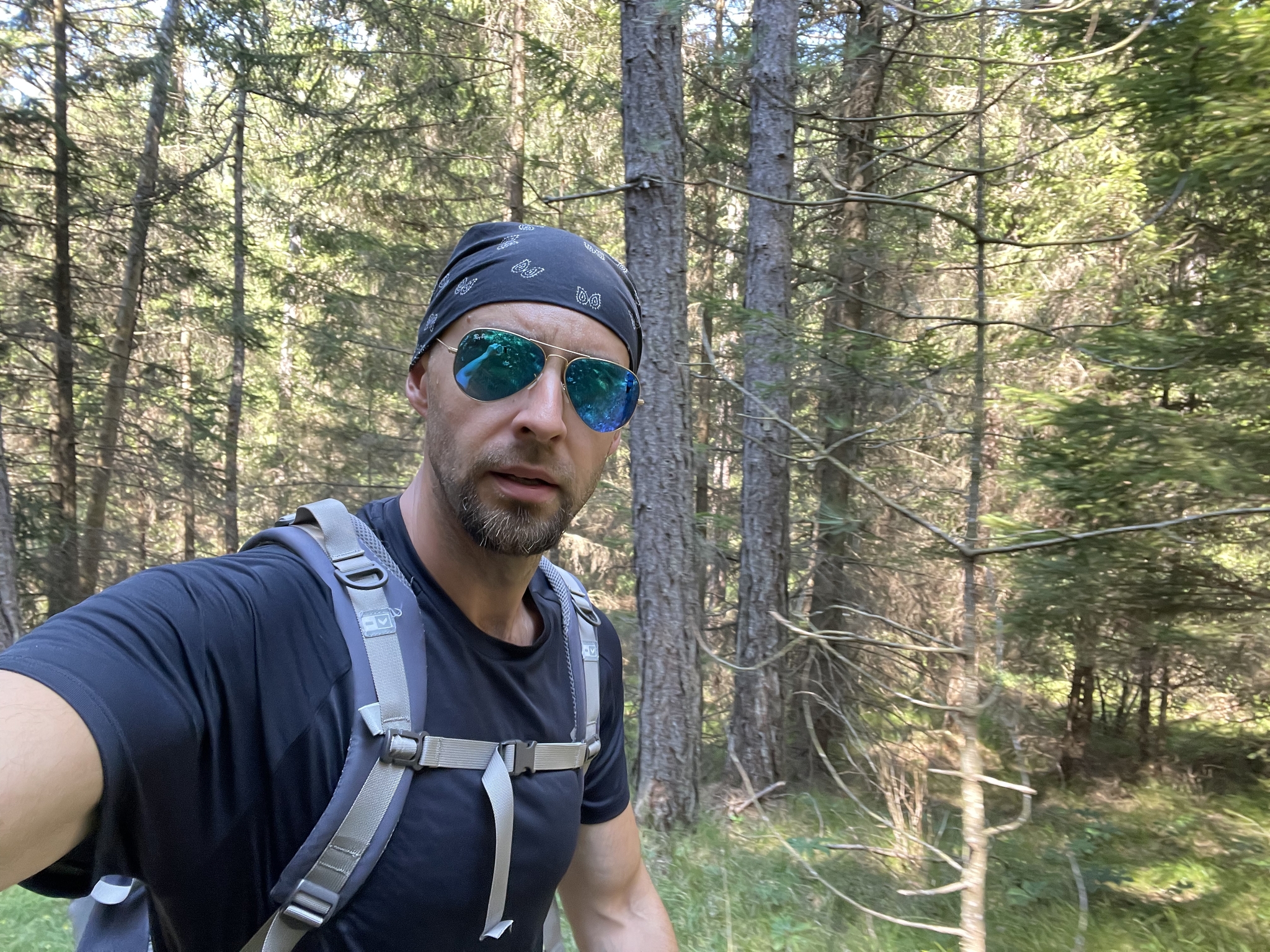 Hiking Austria: the “last wolf” trail - My, Hike, Austria, Europe, The mountains, Forest, Nature, Relaxation, Travels, Longpost, Mobile photography, Video, Vertical video