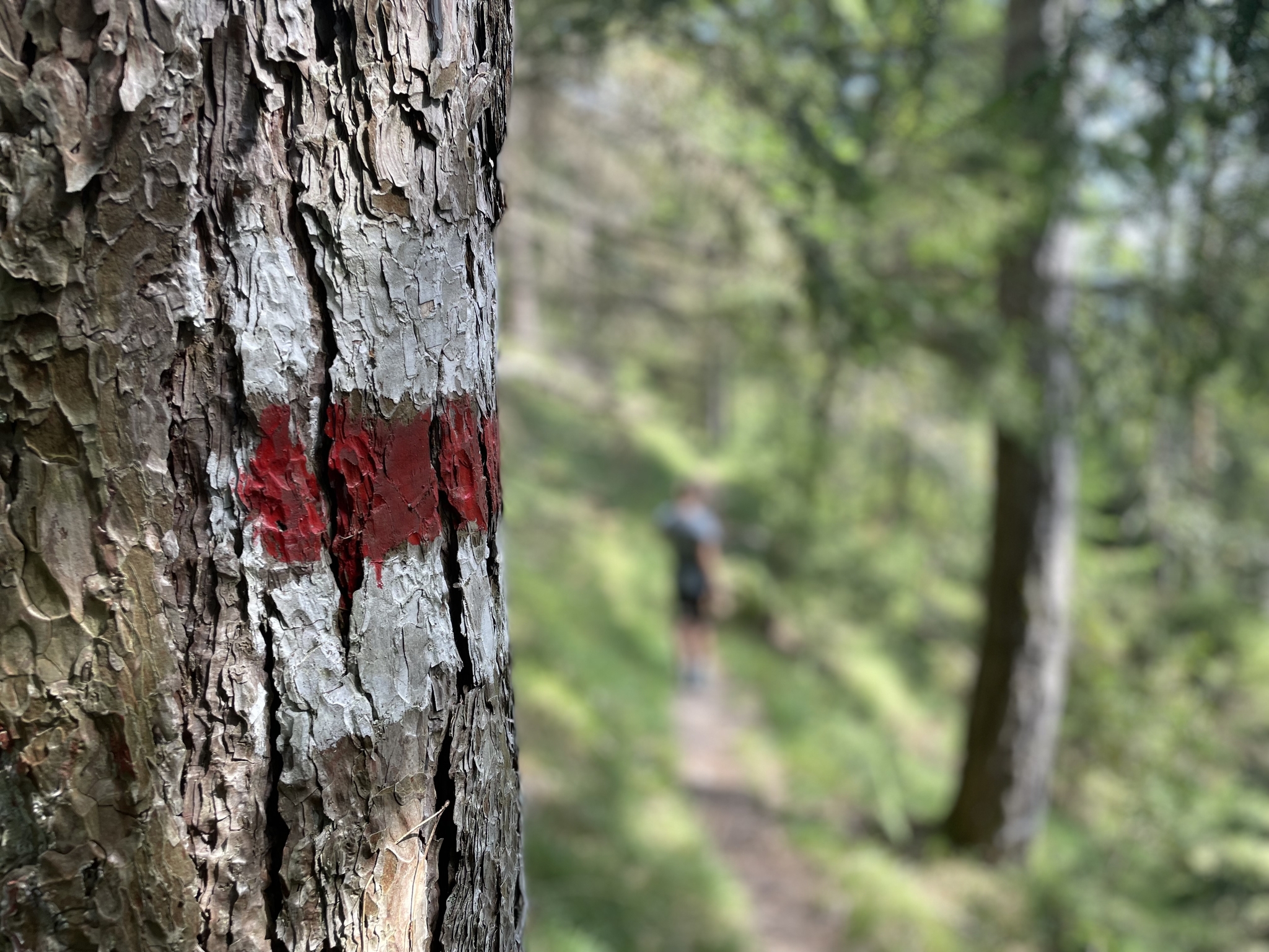 Hiking Austria: the “last wolf” trail - My, Hike, Austria, Europe, The mountains, Forest, Nature, Relaxation, Travels, Longpost, Mobile photography, Video, Vertical video