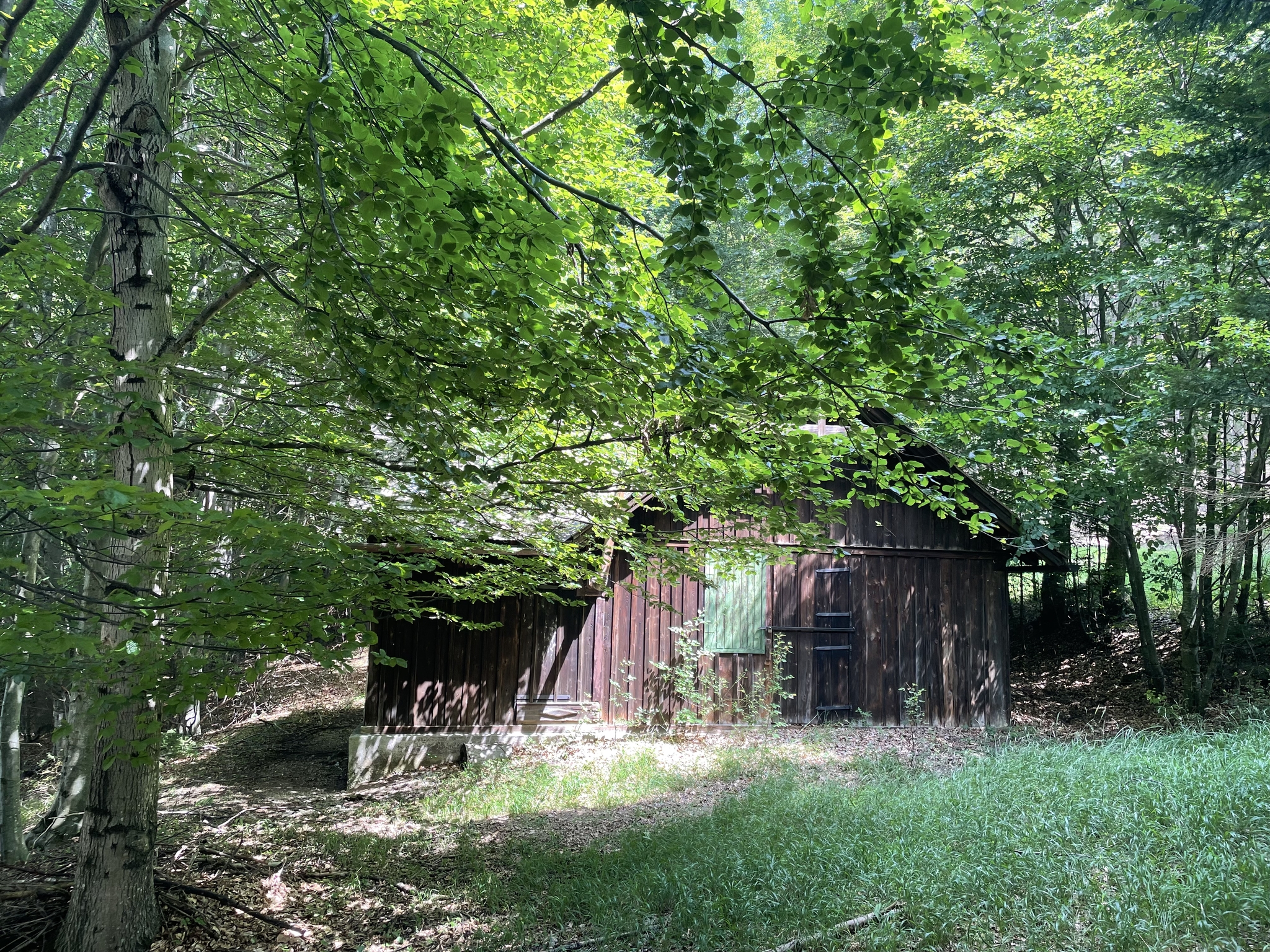 Hiking Austria: the “last wolf” trail - My, Hike, Austria, Europe, The mountains, Forest, Nature, Relaxation, Travels, Longpost, Mobile photography, Video, Vertical video