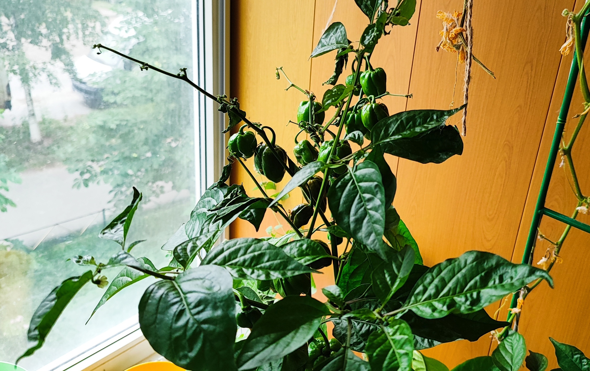 Carolina Reaper drops fruit - My, Carolinian Reaper, Carolina Reaper, Hot peppers, Longpost