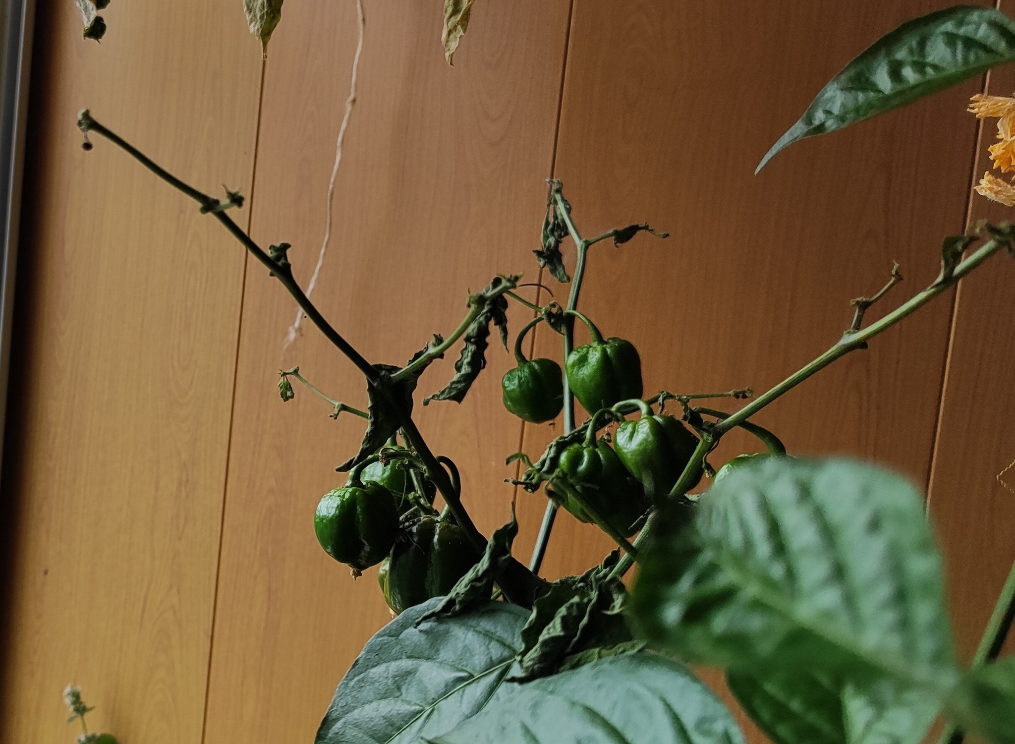 Carolina Reaper drops fruit - My, Carolinian Reaper, Carolina Reaper, Hot peppers, Longpost