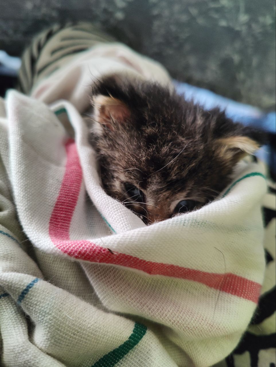 Ambulance for a rescued kitten on a Sunday evening - My, Kittens, Animal Rescue, Sunday, Video, Vertical video, Longpost, cat