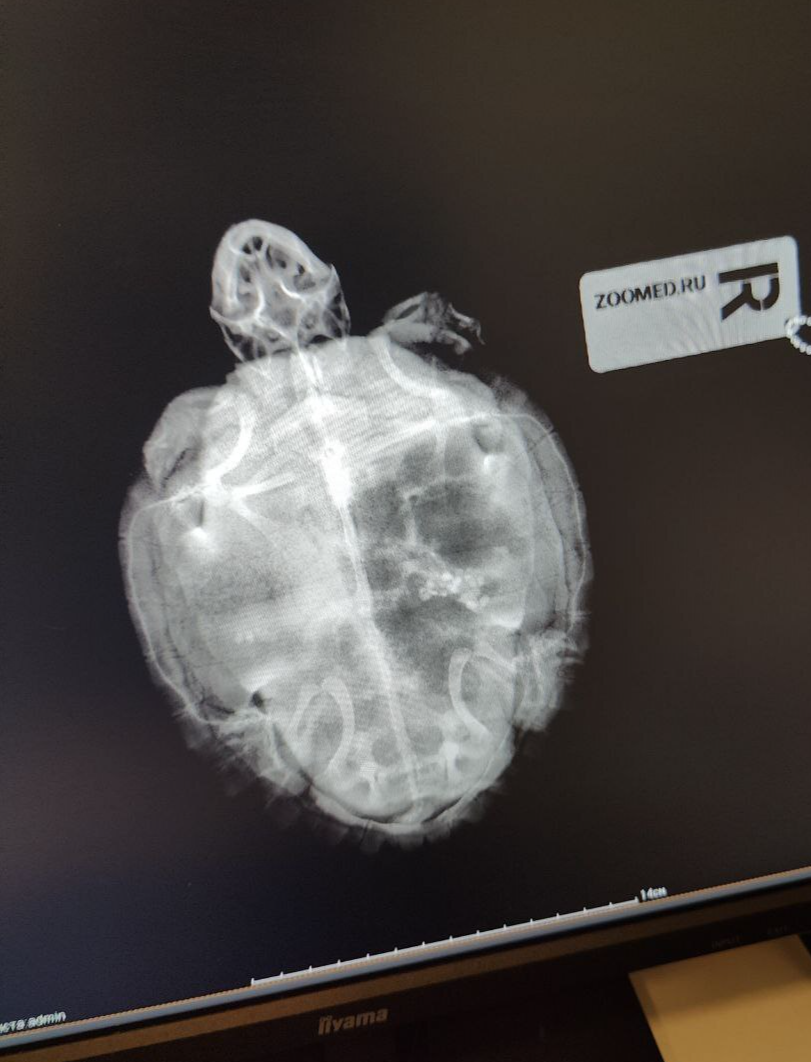 X-ray of a turtle, is this possible? - My, Treatment, Veterinary, Medications, Operation, Animals, Pets, Entertainment, Turtle, Longpost