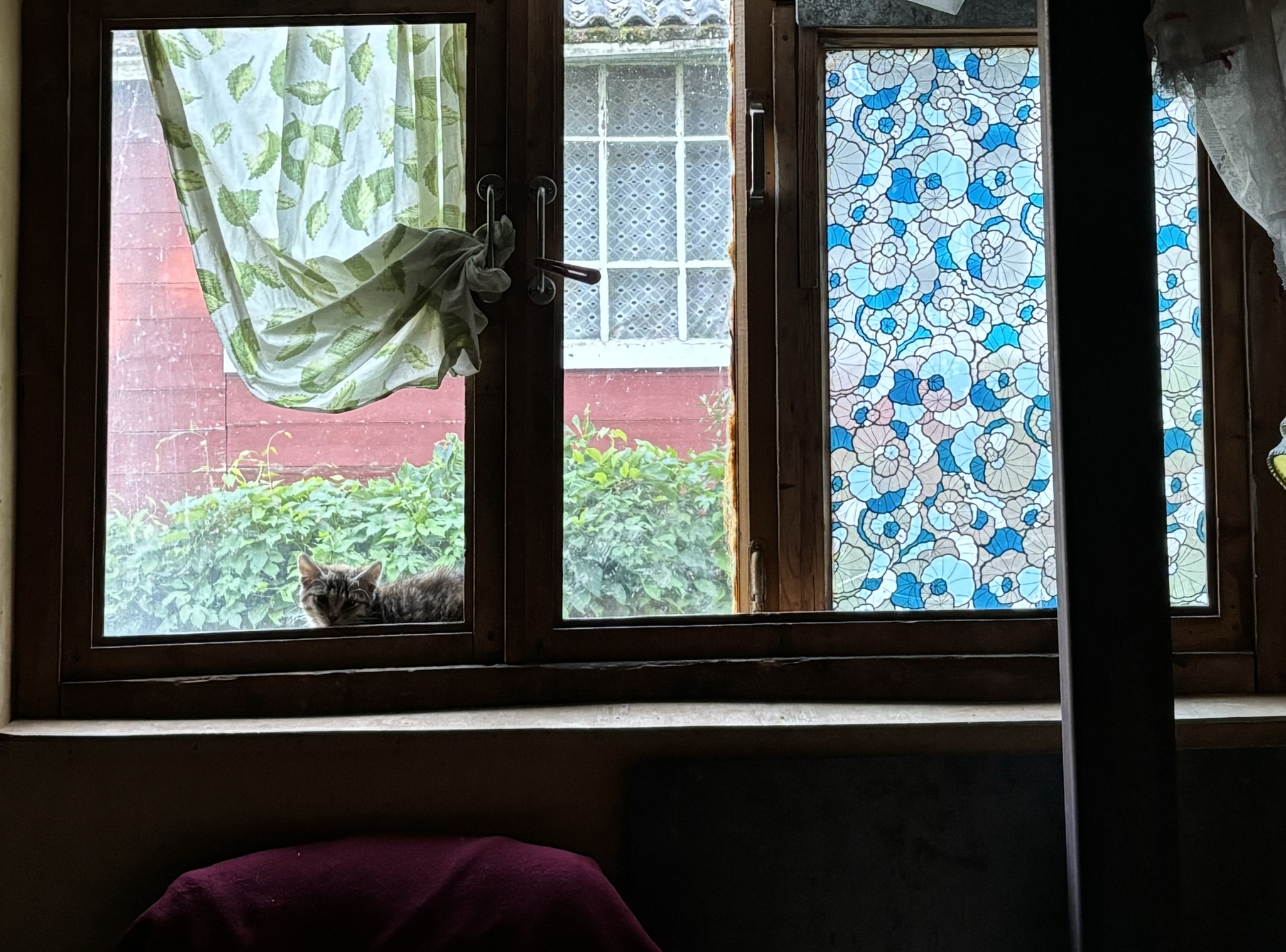 A homeless kitten comes to the window every day to ask for a bowl of food. - Kittens, cat, In good hands, Help, Moscow, Longpost, Moscow region, Kindness, Volunteering