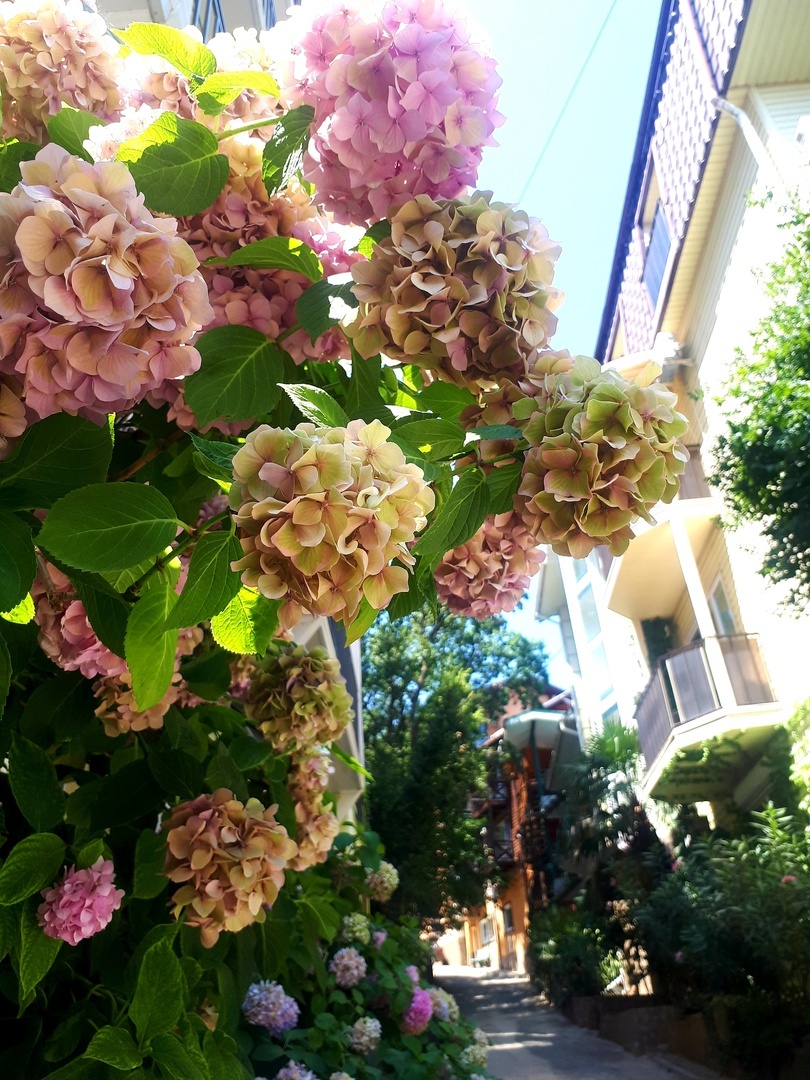 Hydrangea. Beautiful. Crimea. Alushta - My, The photo, Flowers, Hydrangeas, Summer, Bloom, Longpost