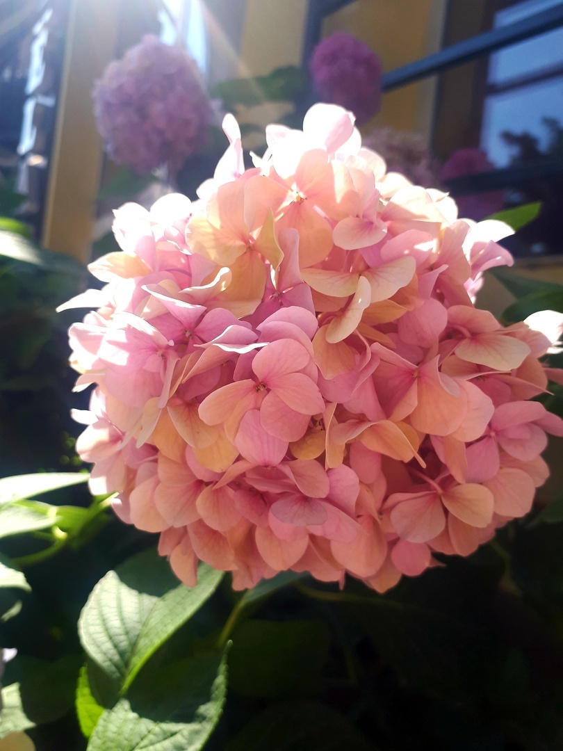 Hydrangea. Beautiful. Crimea. Alushta - My, The photo, Flowers, Hydrangeas, Summer, Bloom, Longpost