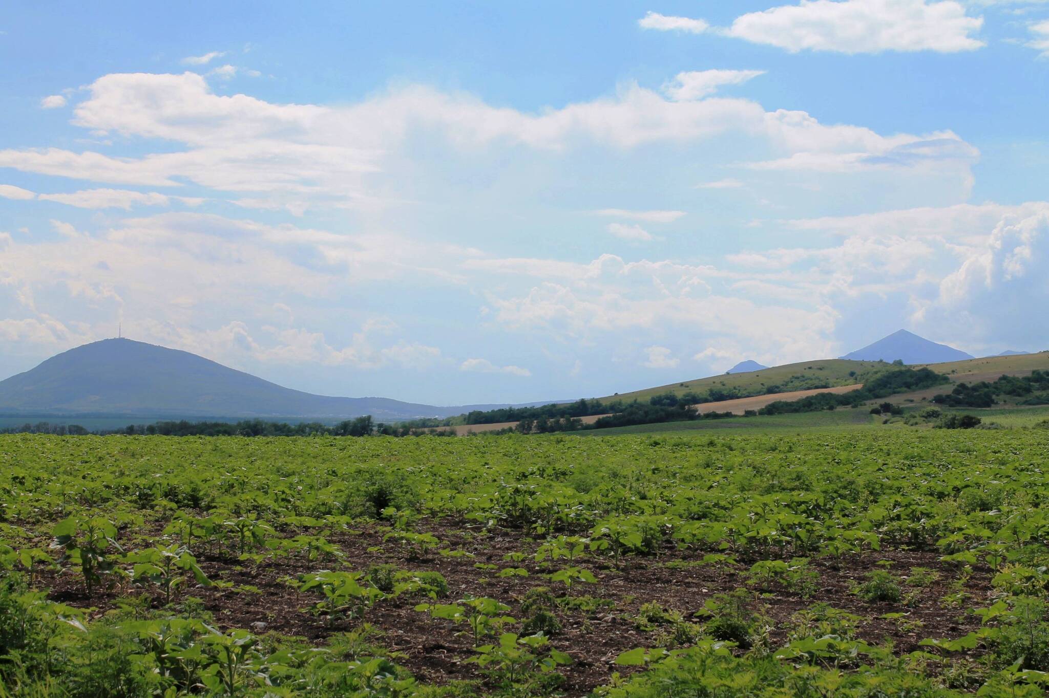 Fields and mountains... - My, The photo, Landscape, Nature, The mountains, Stavropol region, Field, Sunflower