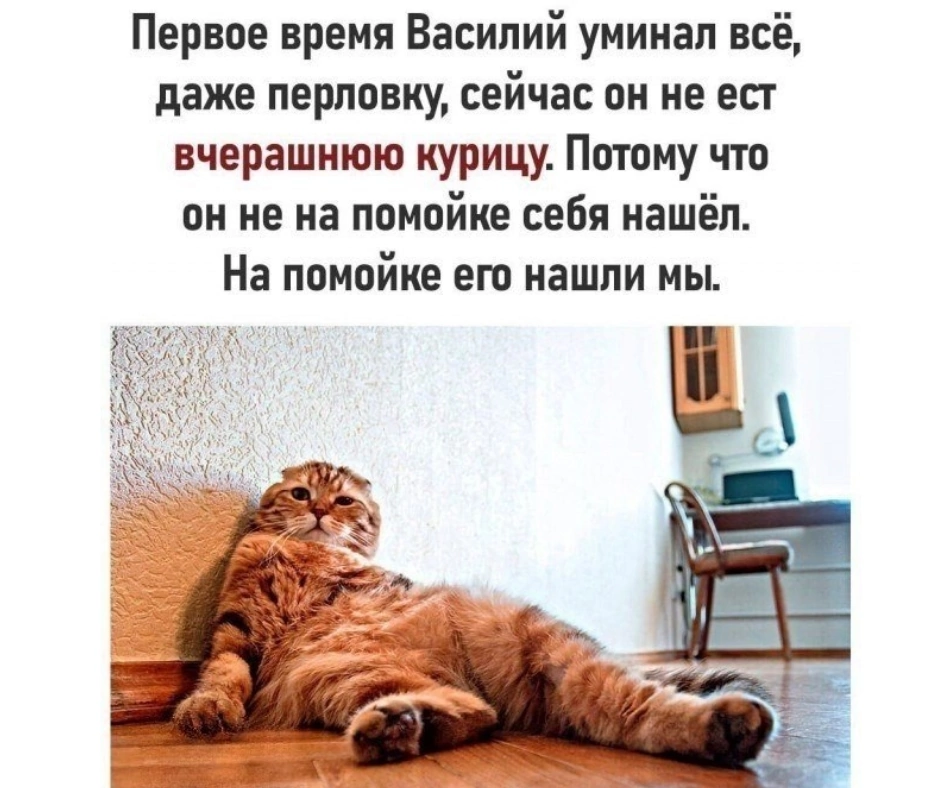 Picky cat Vasily - Memes, Humor, Picture with text, cat, Animals, Pets