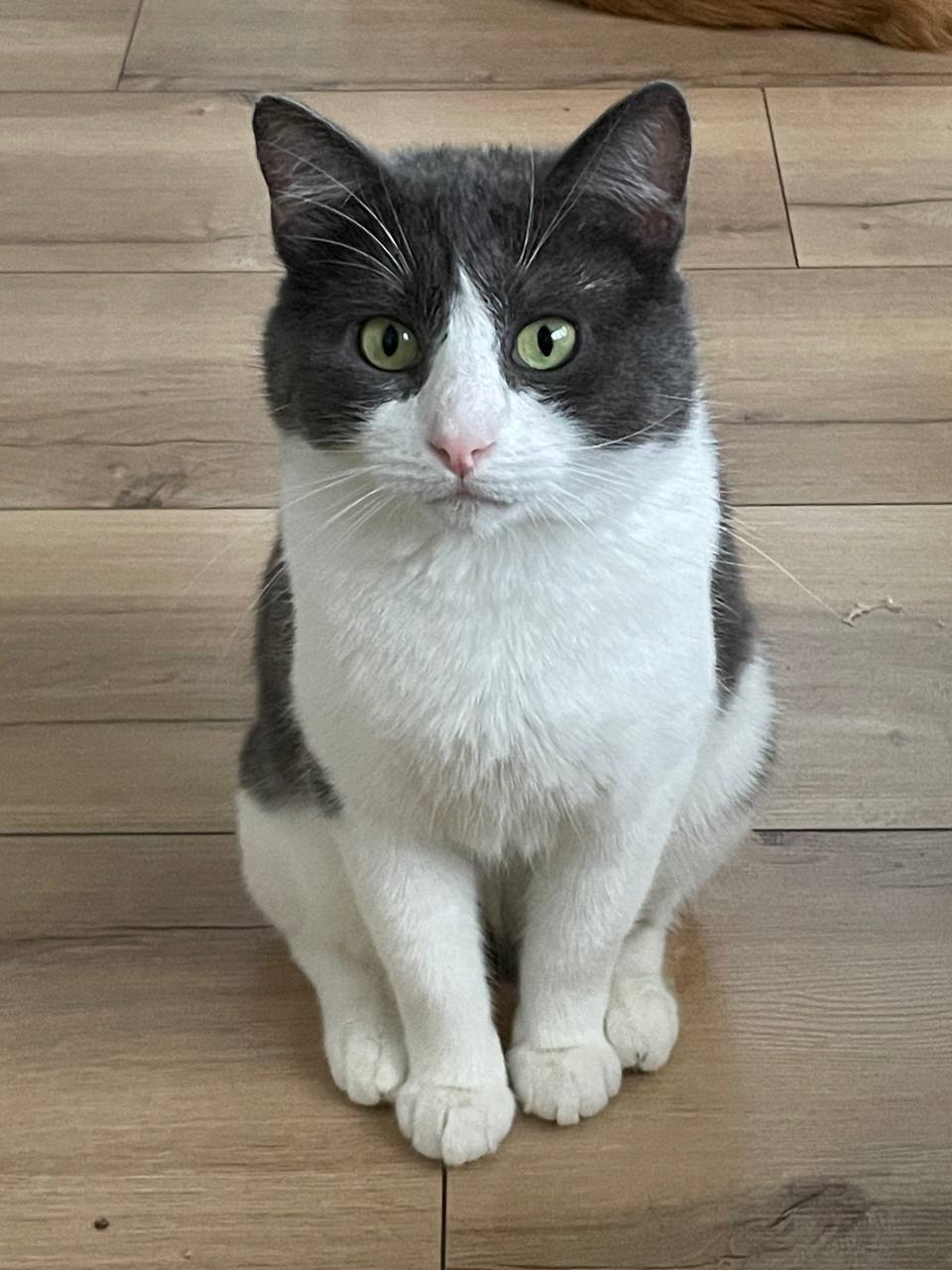 Sanych is still looking for a home - My, Crossposting, Pikabu publish bot, In good hands, Good league, House, Family, Animals, cat, Kittens, Black and white, Pets, Homeless animals, Moscow, Video, Vertical video, Longpost