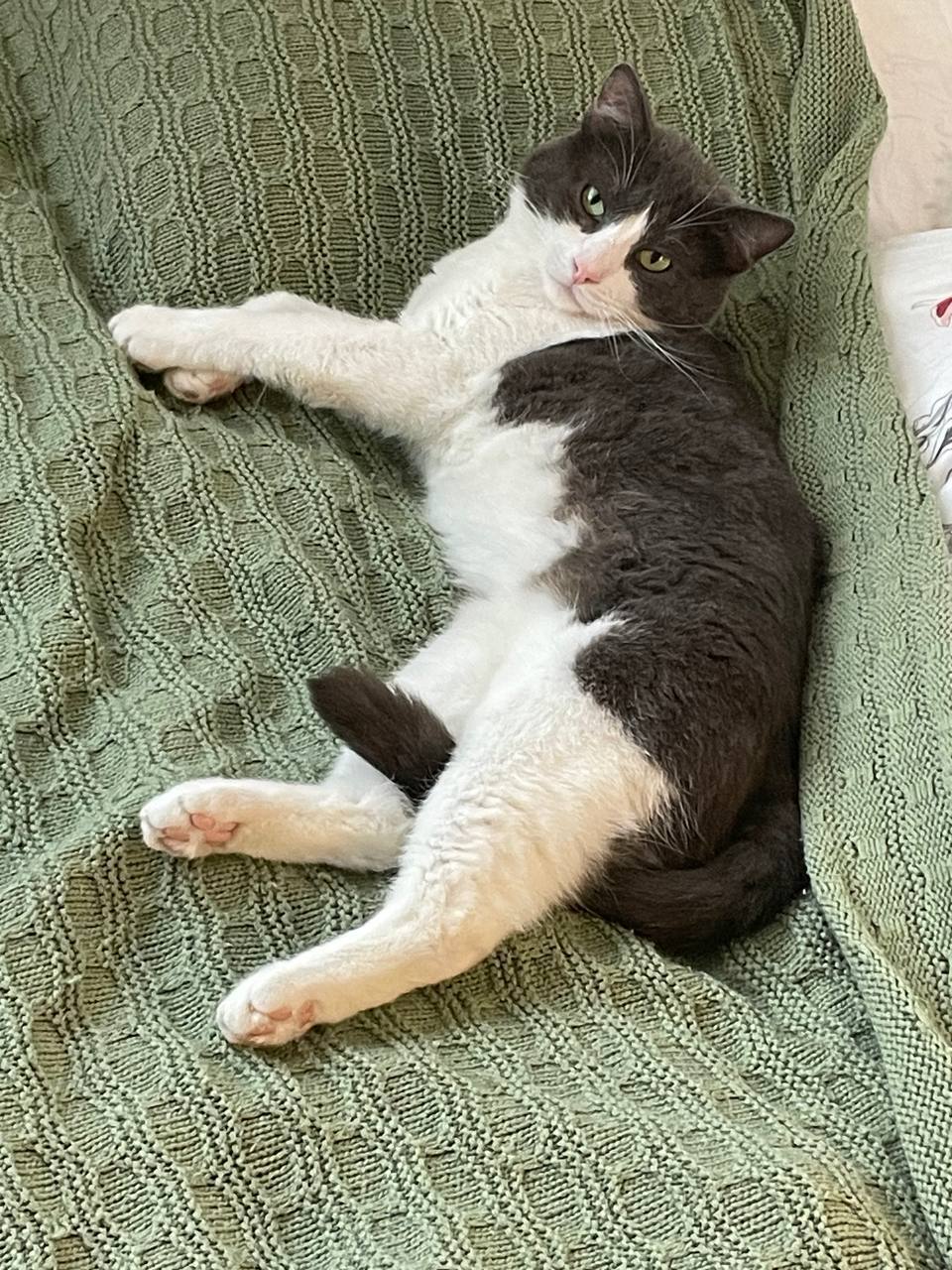 Sanych is still looking for a home - My, Crossposting, Pikabu publish bot, In good hands, Good league, House, Family, Animals, cat, Kittens, Black and white, Pets, Homeless animals, Moscow, Video, Vertical video, Longpost