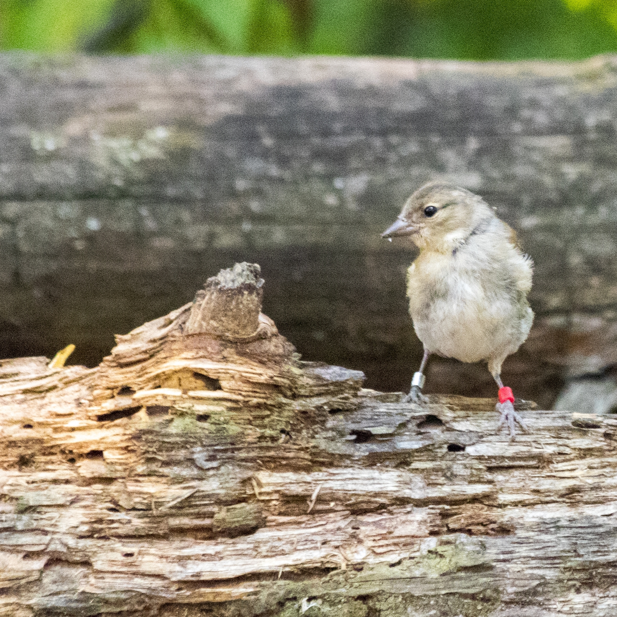 Young finch (some marks on legs) - My, Birds, Nature, Finches, The photo