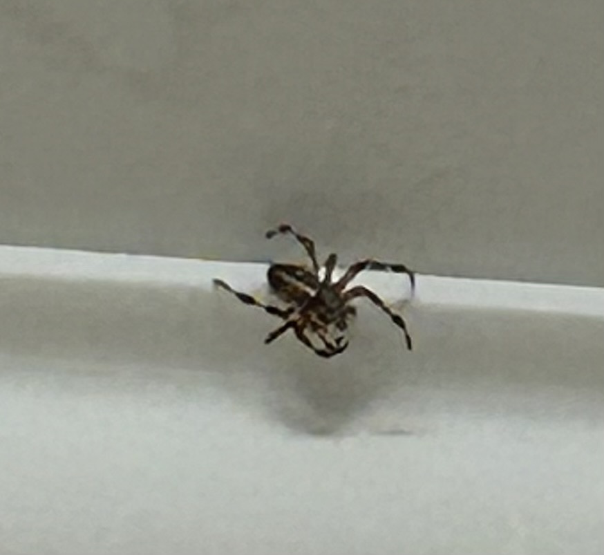 Help in identifying a spider - My, Question, Ask Peekaboo, Spider, Arachnophobia