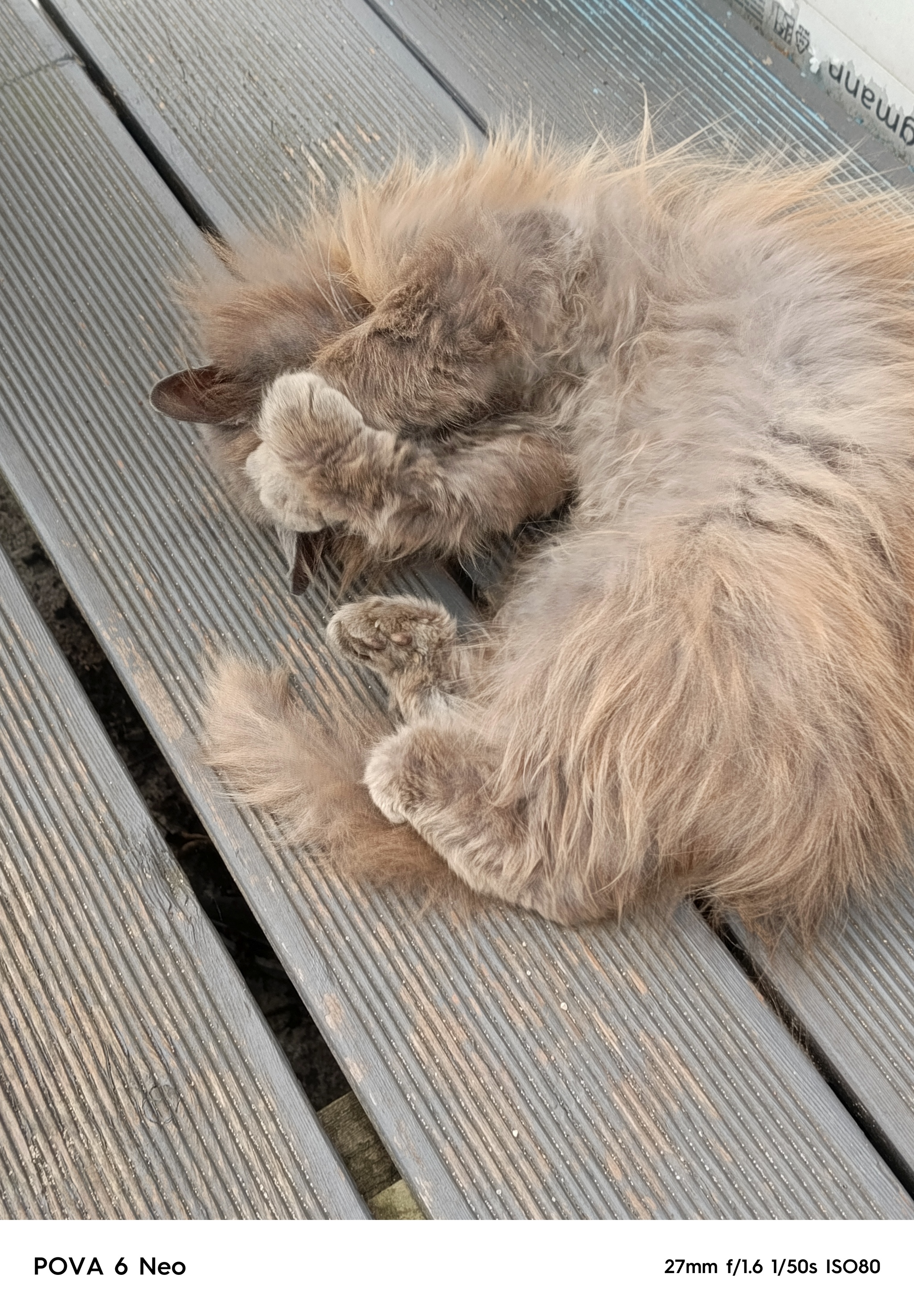 Dream - My, Dream, cat, Milota, The sun, Heat, Light, Longpost