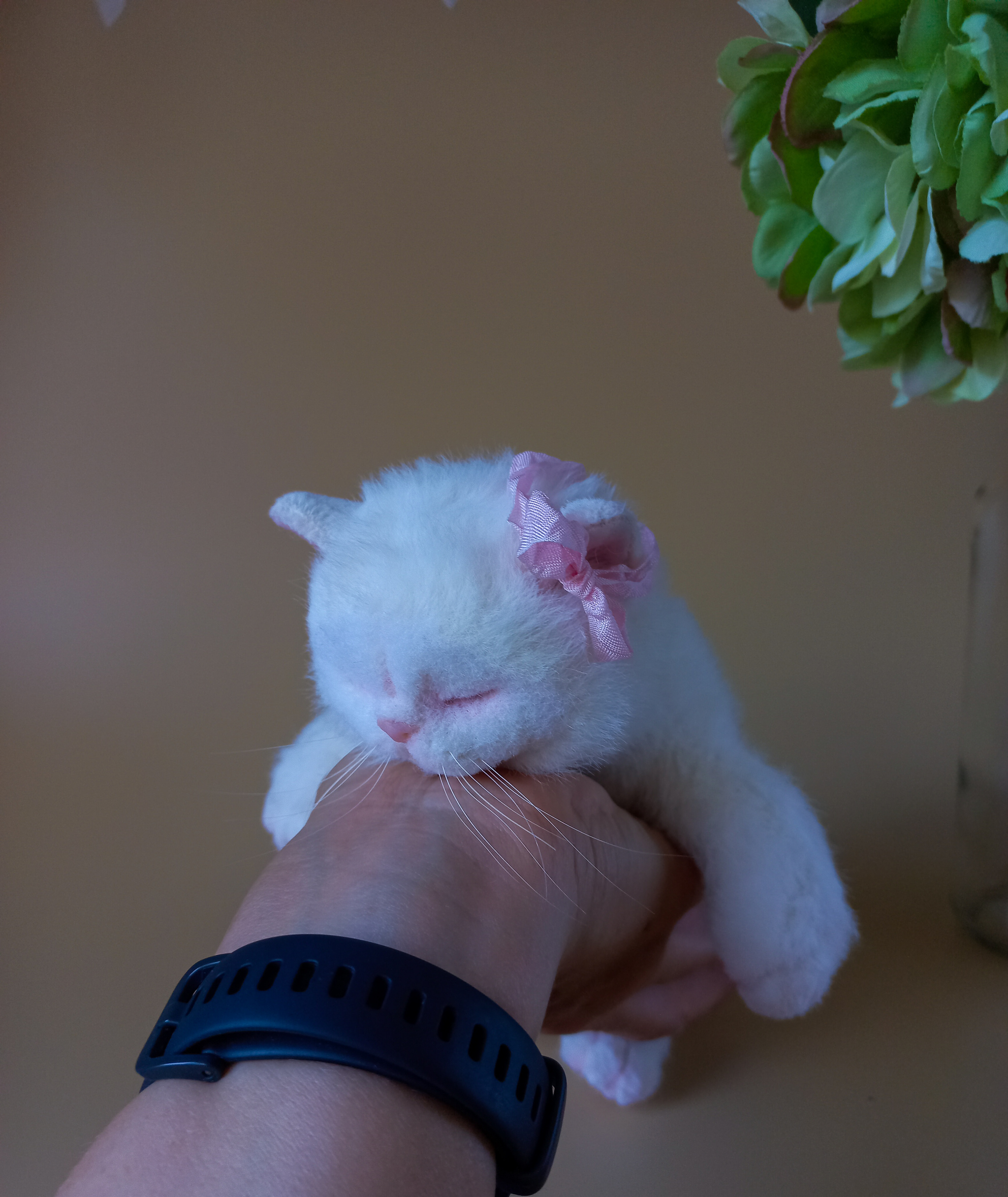 Мягкая игрушка котенок. Белый котик экзот | Пикабу
