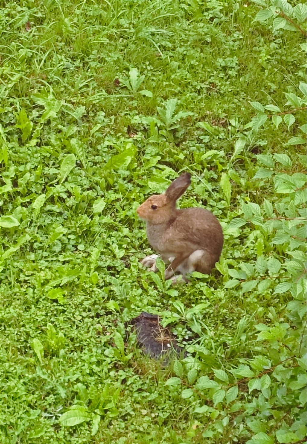 But who wants the hare? - My, Hare, Nature, Dacha, Video, Vertical video, Longpost