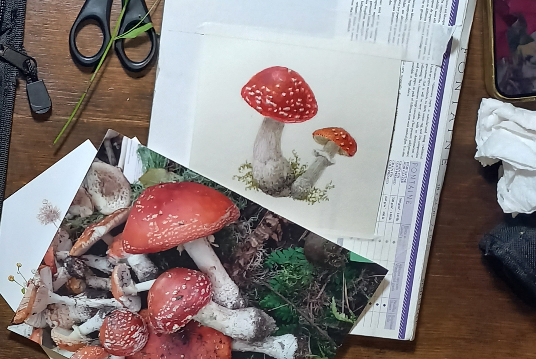 Fly agaric on parchment - My, Drawing process, Drawing, Mushrooms, Fly agaric, Watercolor, Parchment