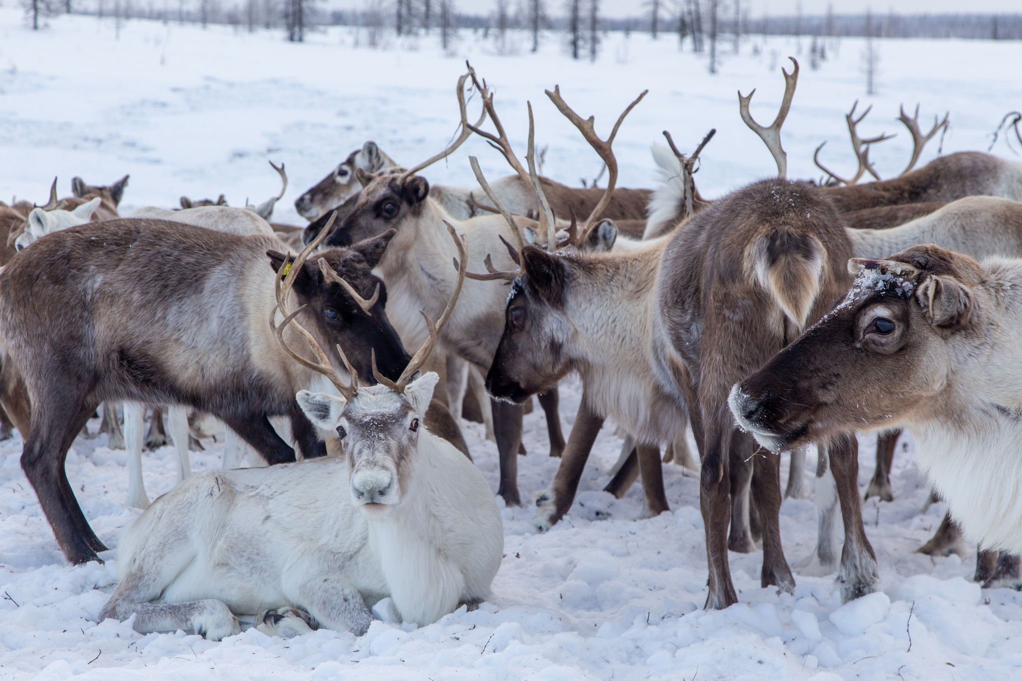 From Europe to Asia beyond the Arctic Circle - My, Travels, Tourism, Travel across Russia, Polar Urals, Vorkuta, Salekhard, Longpost