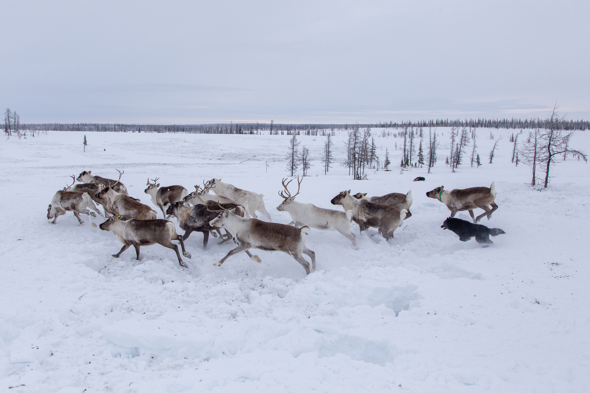 From Europe to Asia beyond the Arctic Circle - My, Travels, Tourism, Travel across Russia, Polar Urals, Vorkuta, Salekhard, Longpost