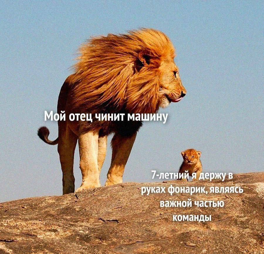 Assistant - Humor, Picture with text, Memes, a lion, Father, Telegram (link)