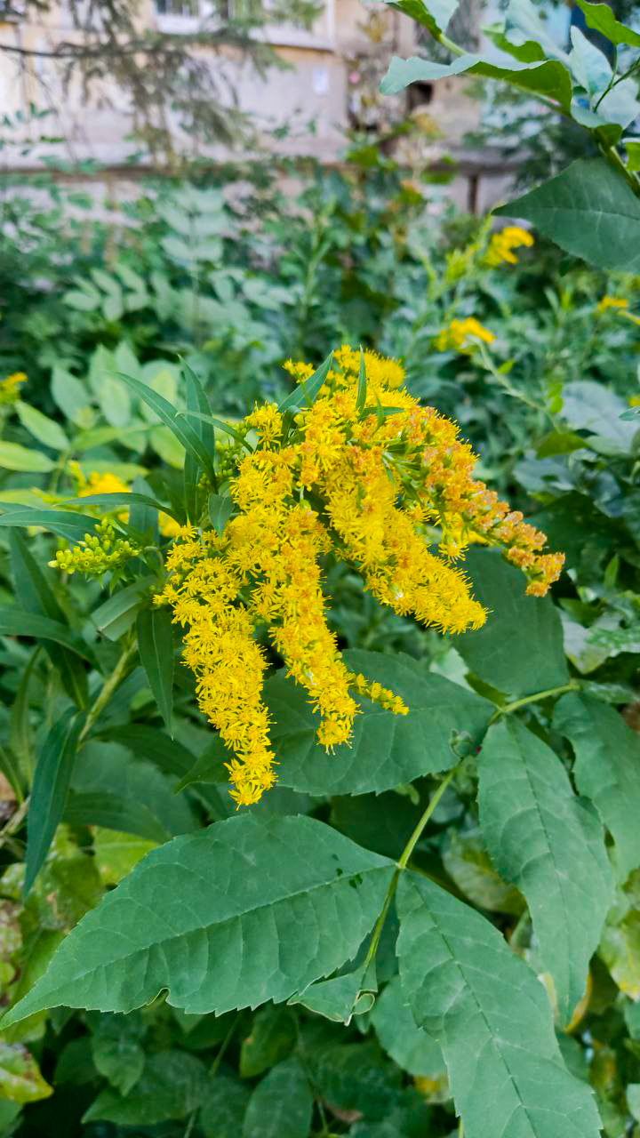 Photo project Let's take a closer look post No. 56. Goldenrod - My, Bloom, Macro photography, Microfilming, Biology, Nature, Plants, Gardening, The nature of Russia, The photo, Longpost