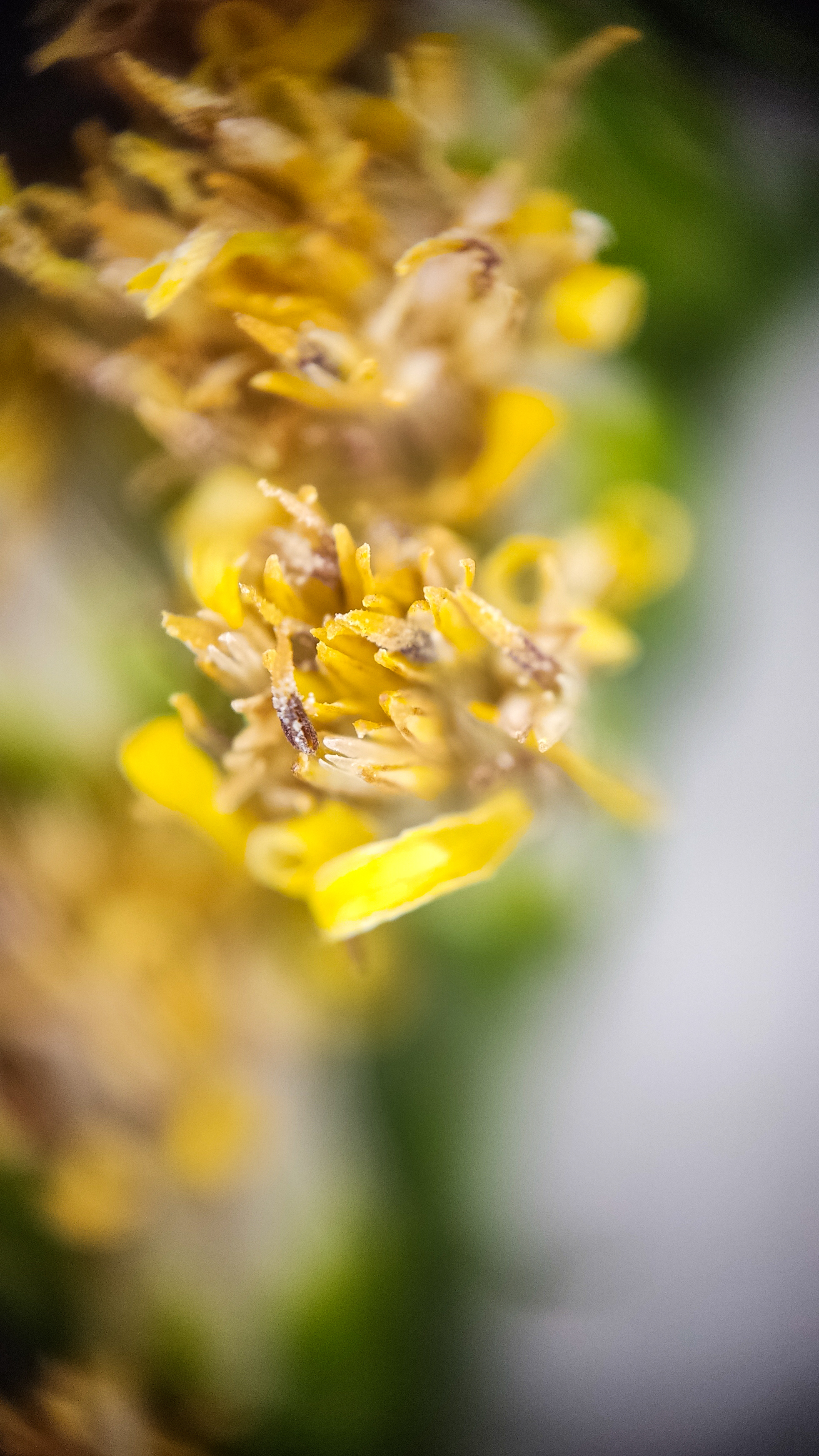 Photo project Let's take a closer look post No. 56. Goldenrod - My, Bloom, Macro photography, Microfilming, Biology, Nature, Plants, Gardening, The nature of Russia, The photo, Longpost