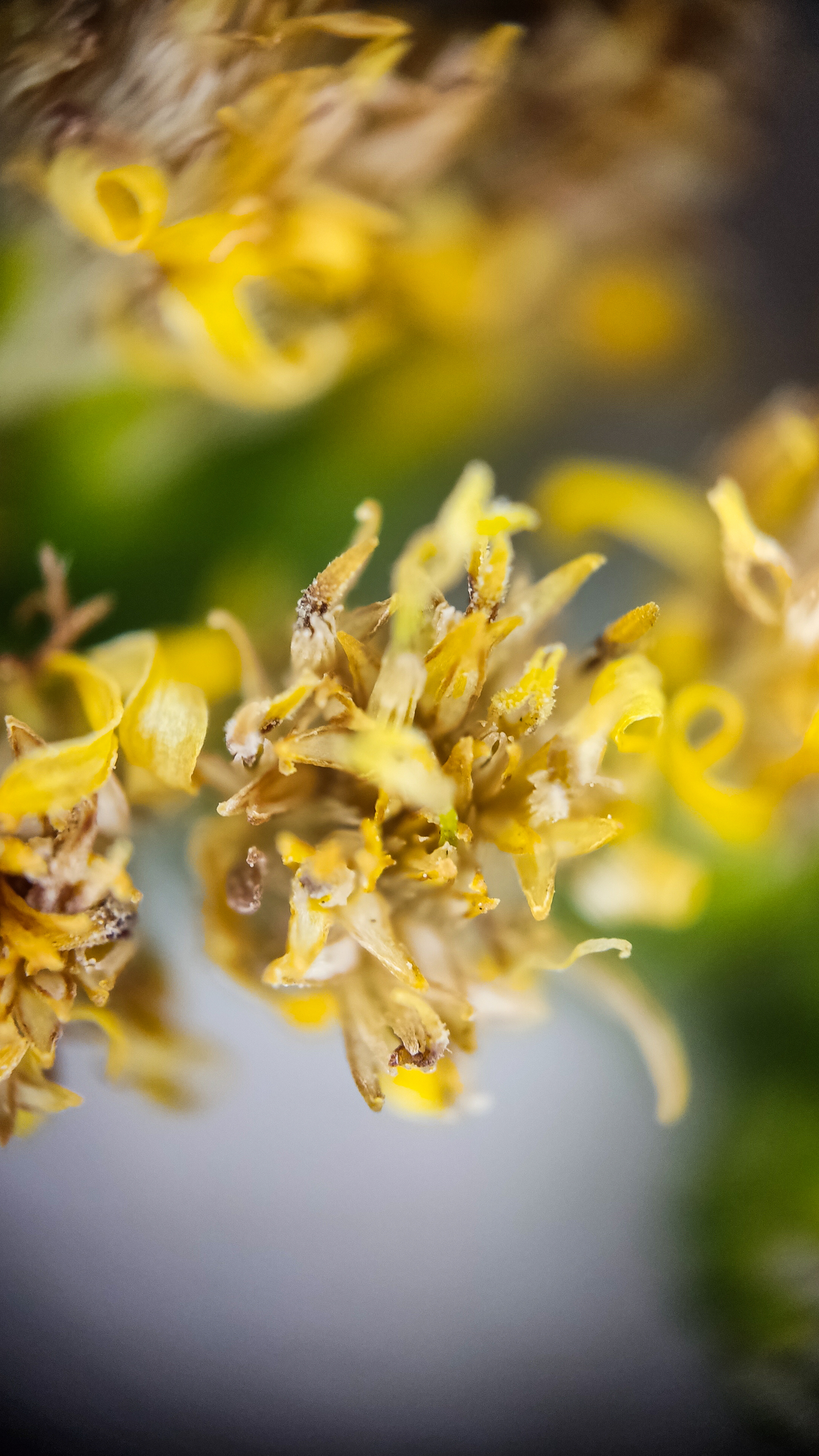 Photo project Let's take a closer look post No. 56. Goldenrod - My, Bloom, Macro photography, Microfilming, Biology, Nature, Plants, Gardening, The nature of Russia, The photo, Longpost