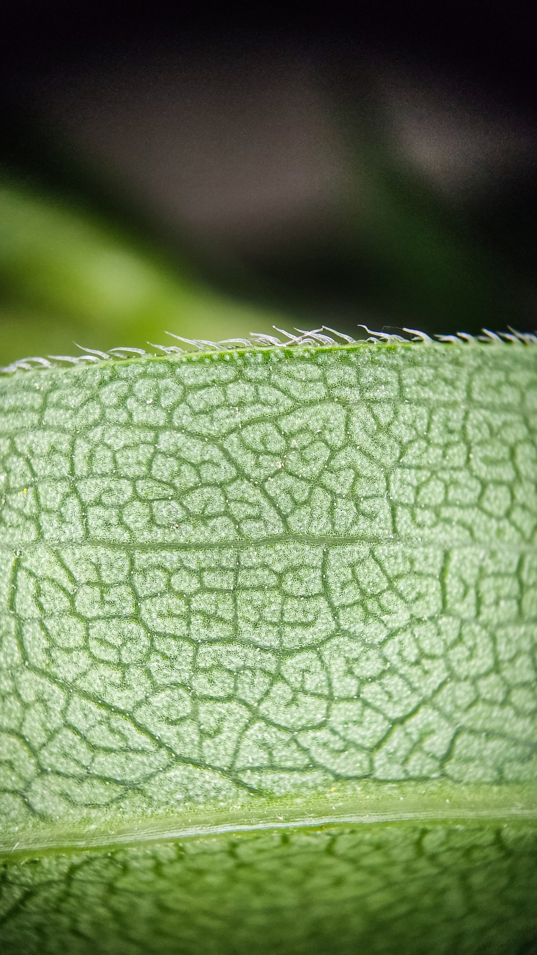 Photo project Let's take a closer look post No. 56. Goldenrod - My, Bloom, Macro photography, Microfilming, Biology, Nature, Plants, Gardening, The nature of Russia, The photo, Longpost