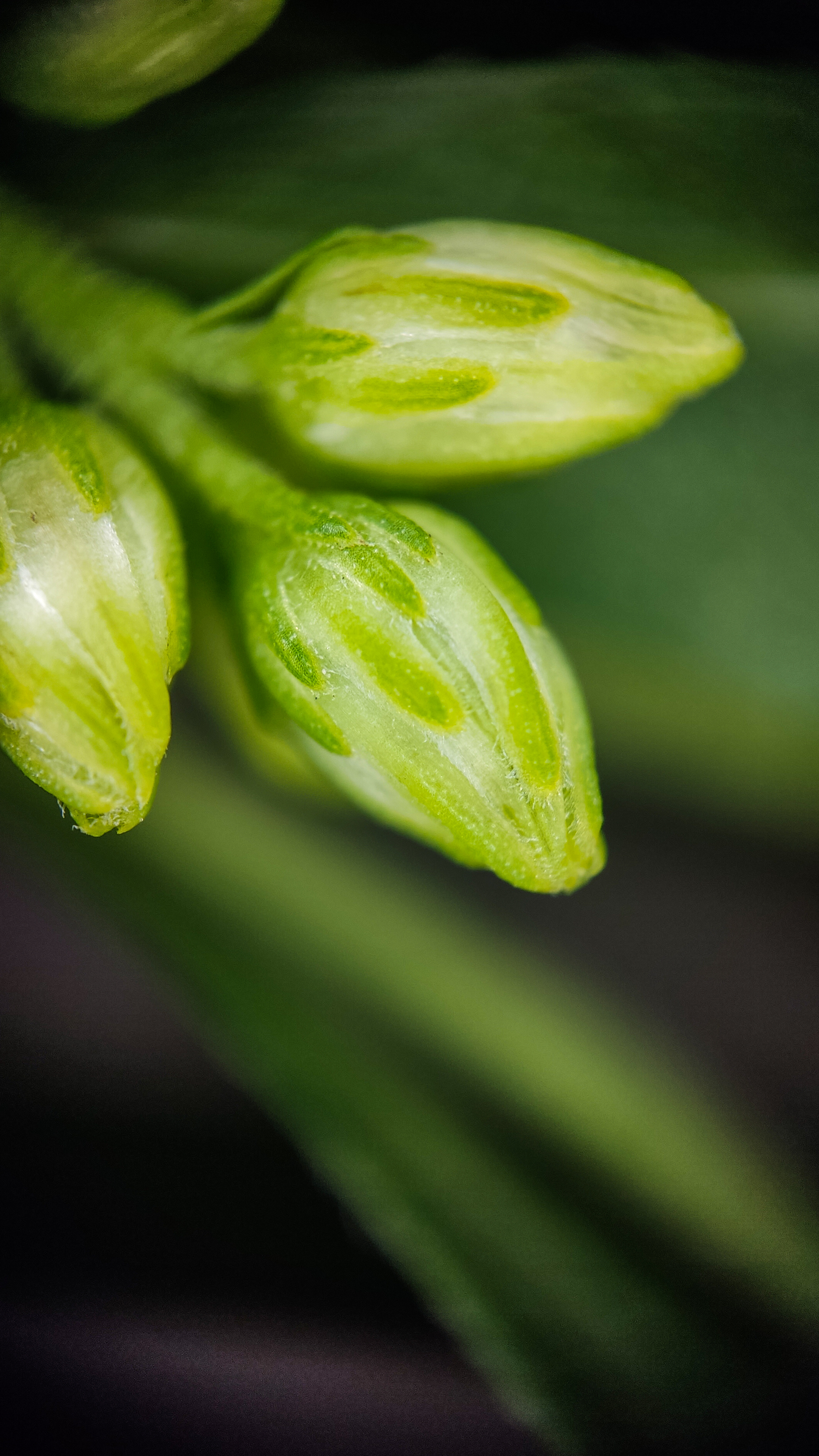 Photo project Let's take a closer look post No. 56. Goldenrod - My, Bloom, Macro photography, Microfilming, Biology, Nature, Plants, Gardening, The nature of Russia, The photo, Longpost