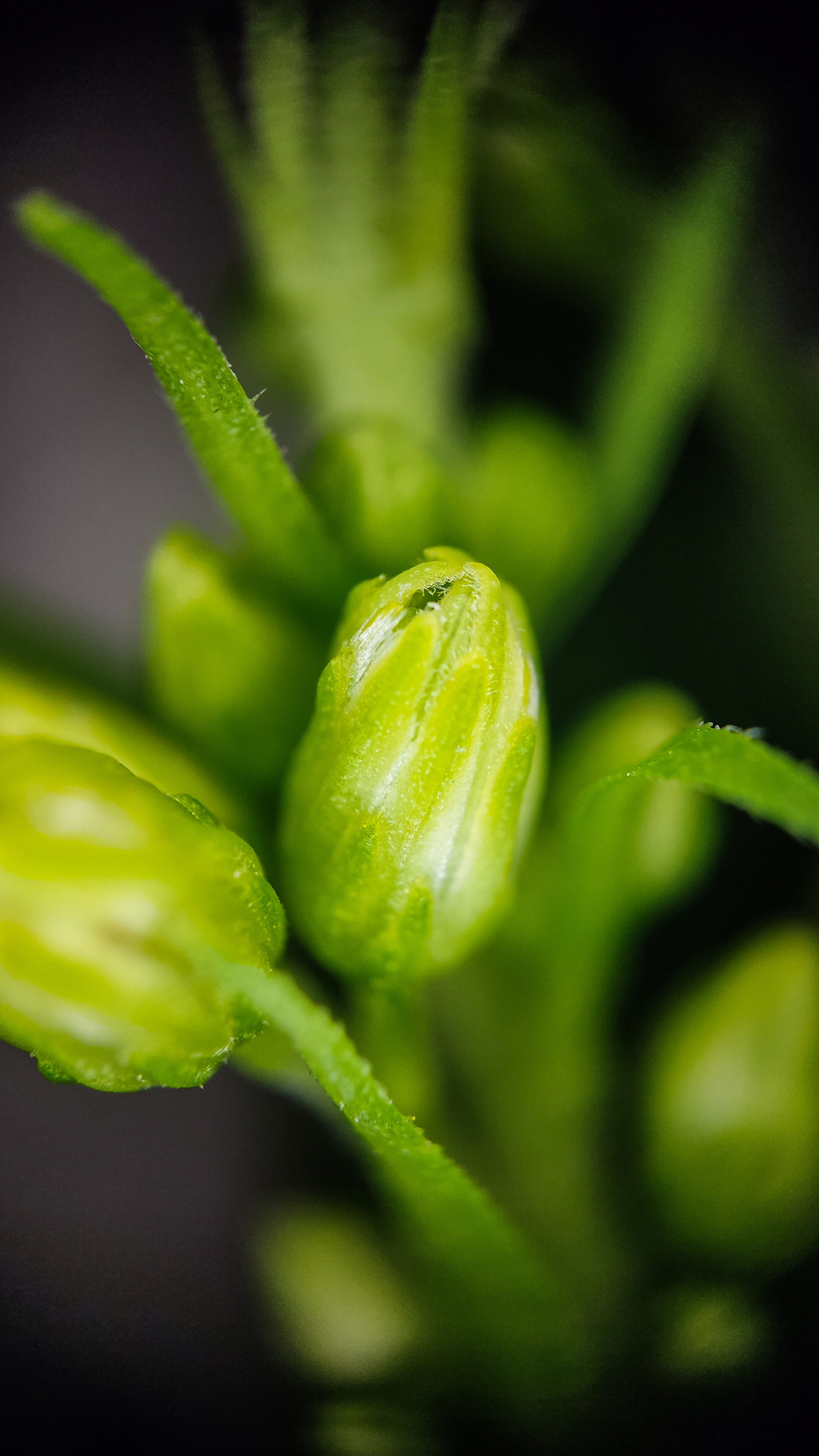 Photo project Let's take a closer look post No. 56. Goldenrod - My, Bloom, Macro photography, Microfilming, Biology, Nature, Plants, Gardening, The nature of Russia, The photo, Longpost