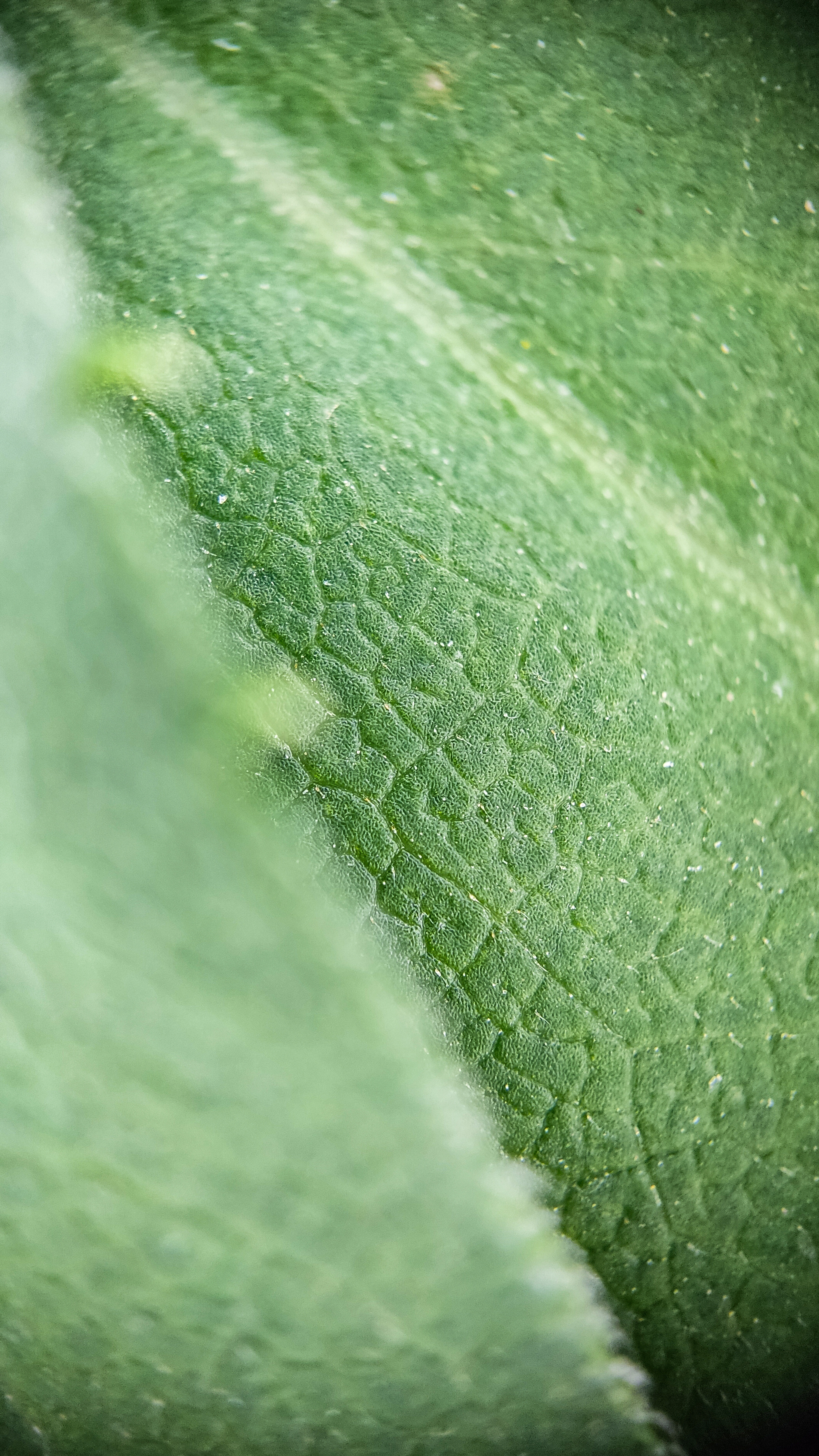 Photo project Let's take a closer look post No. 56. Goldenrod - My, Bloom, Macro photography, Microfilming, Biology, Nature, Plants, Gardening, The nature of Russia, The photo, Longpost