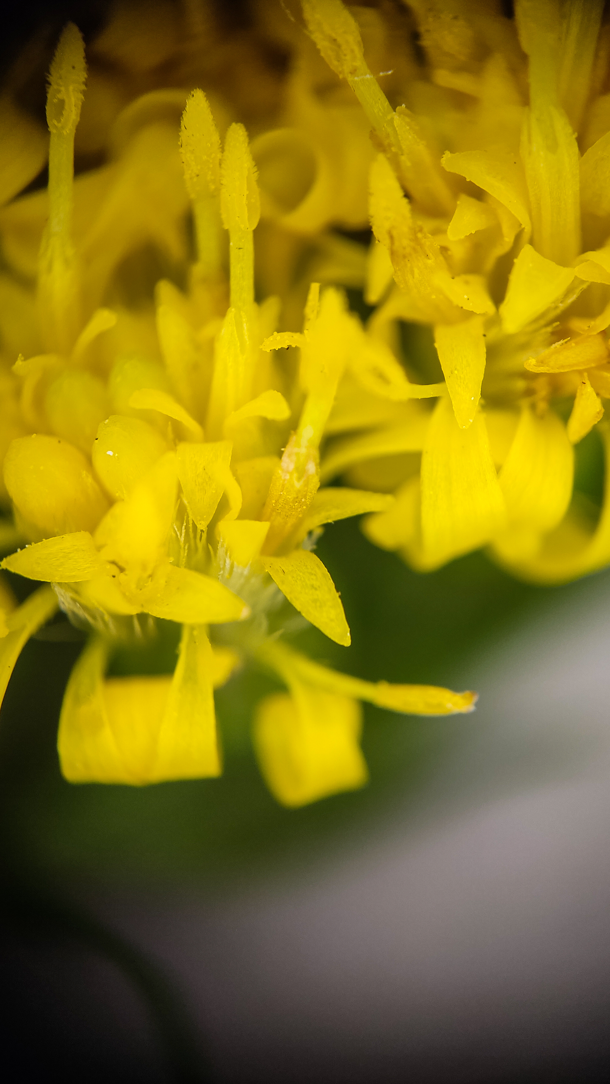 Photo project Let's take a closer look post No. 56. Goldenrod - My, Bloom, Macro photography, Microfilming, Biology, Nature, Plants, Gardening, The nature of Russia, The photo, Longpost