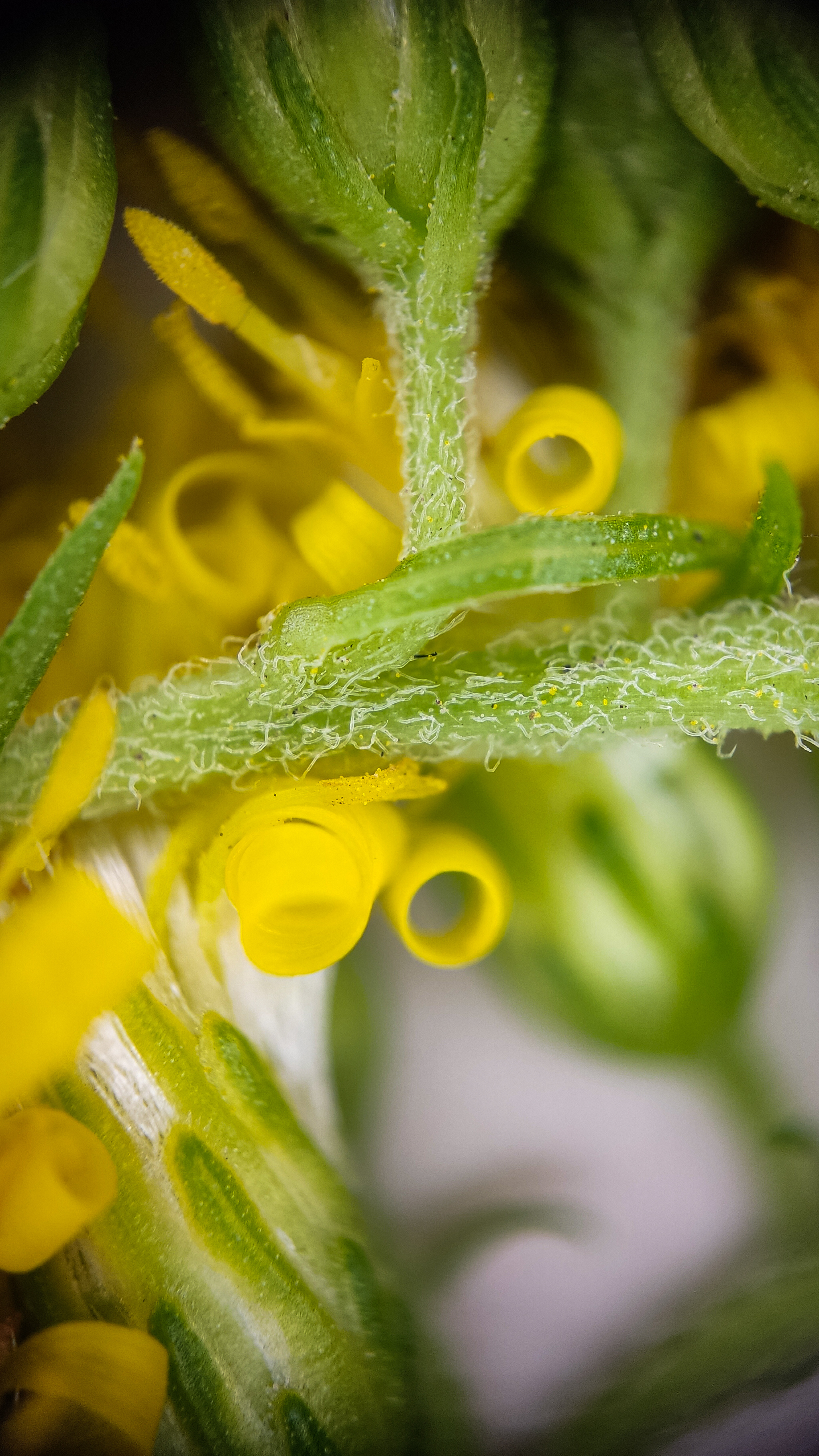 Photo project Let's take a closer look post No. 56. Goldenrod - My, Bloom, Macro photography, Microfilming, Biology, Nature, Plants, Gardening, The nature of Russia, The photo, Longpost