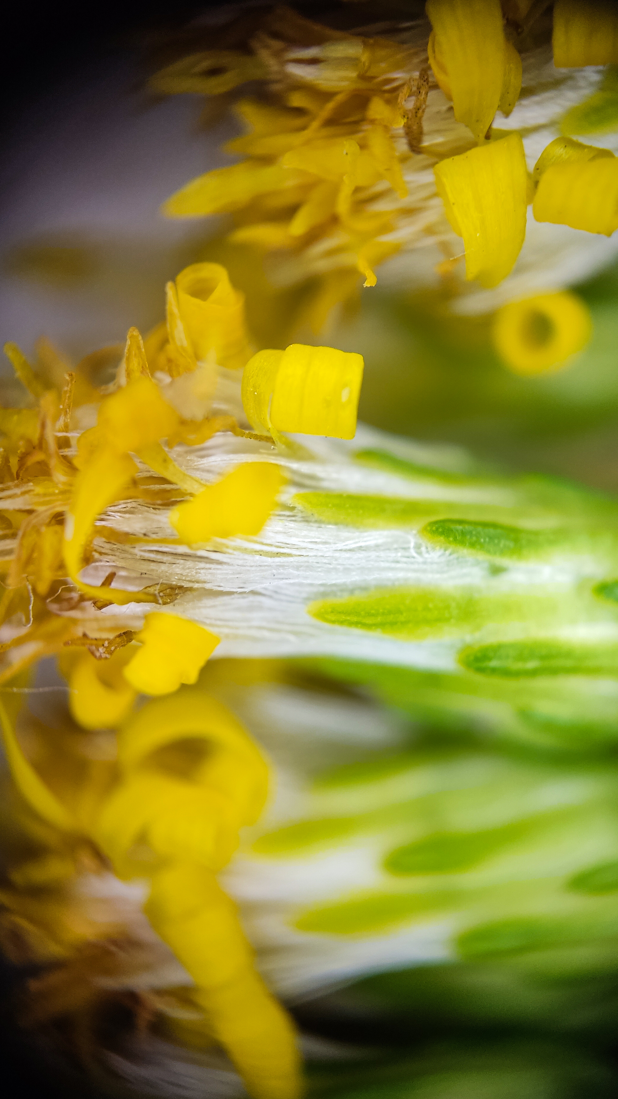 Photo project Let's take a closer look post No. 56. Goldenrod - My, Bloom, Macro photography, Microfilming, Biology, Nature, Plants, Gardening, The nature of Russia, The photo, Longpost