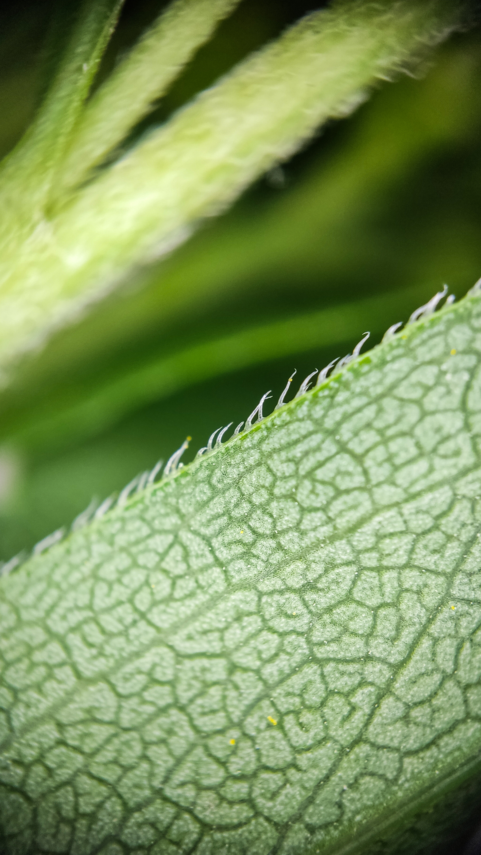 Photo project Let's take a closer look post No. 56. Goldenrod - My, Bloom, Macro photography, Microfilming, Biology, Nature, Plants, Gardening, The nature of Russia, The photo, Longpost