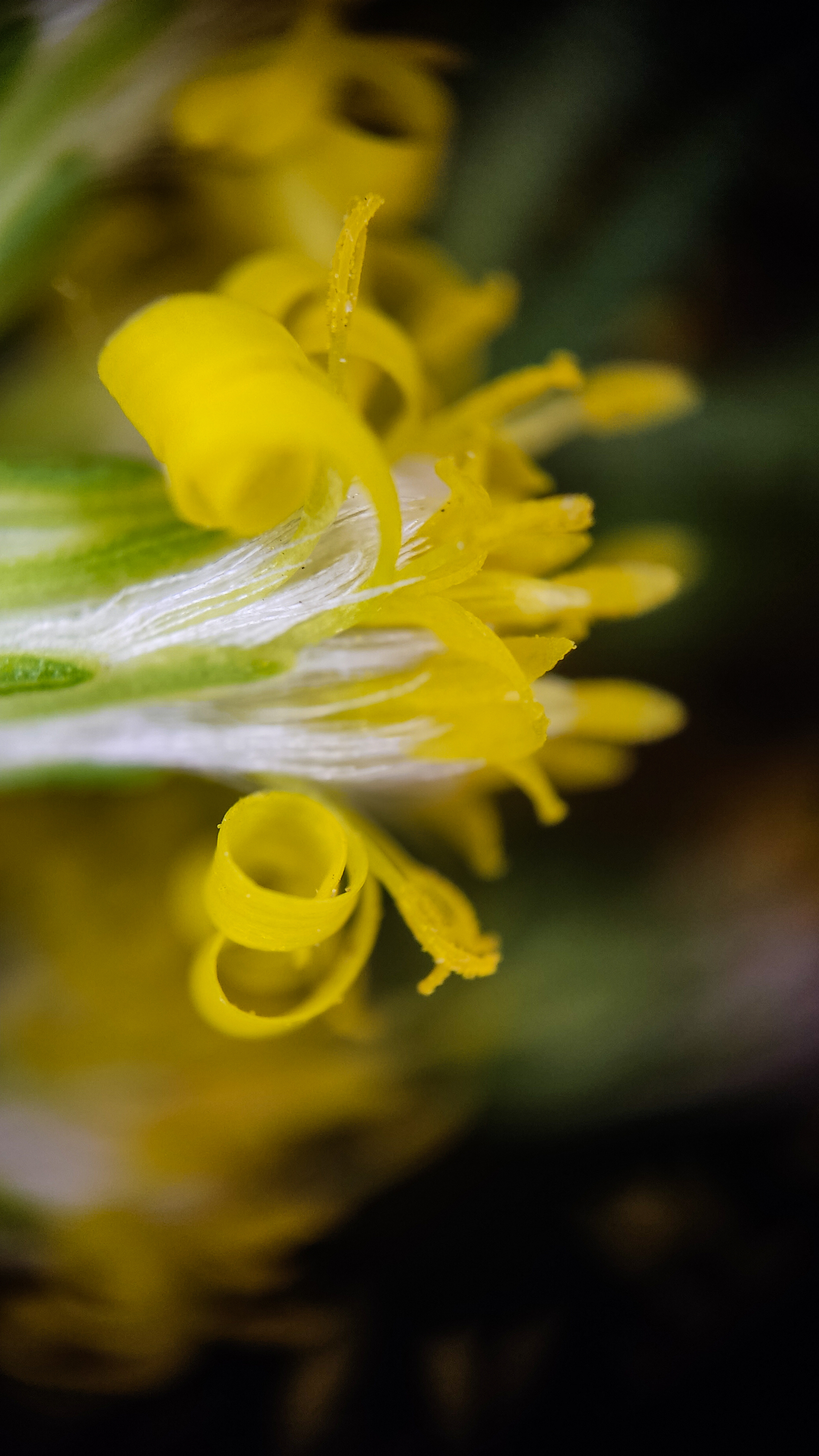 Photo project Let's take a closer look post No. 56. Goldenrod - My, Bloom, Macro photography, Microfilming, Biology, Nature, Plants, Gardening, The nature of Russia, The photo, Longpost