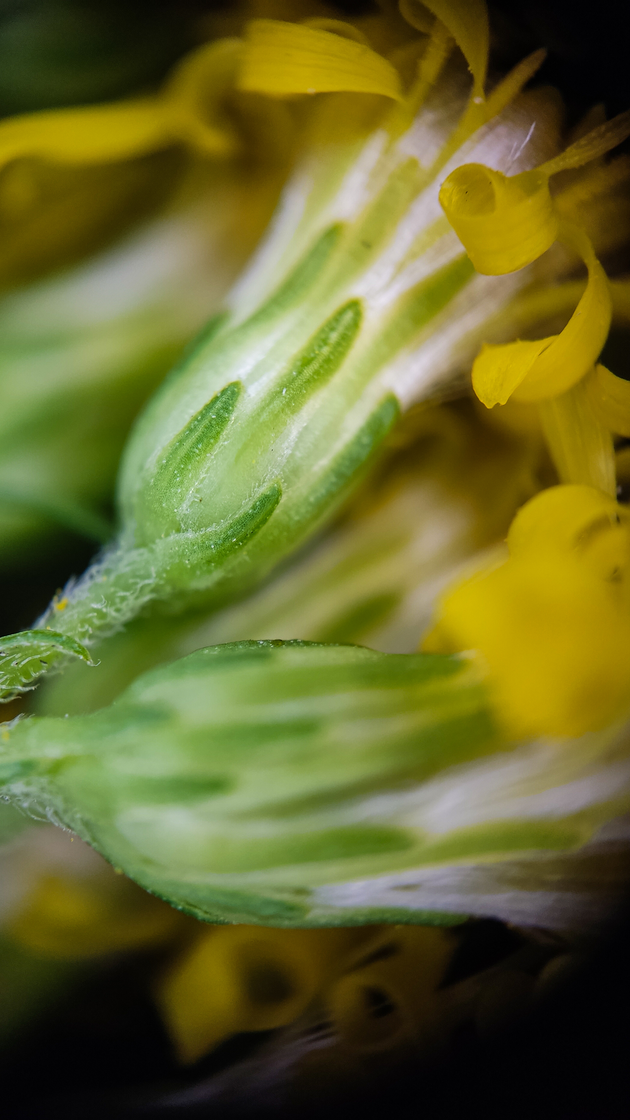 Photo project Let's take a closer look post No. 56. Goldenrod - My, Bloom, Macro photography, Microfilming, Biology, Nature, Plants, Gardening, The nature of Russia, The photo, Longpost