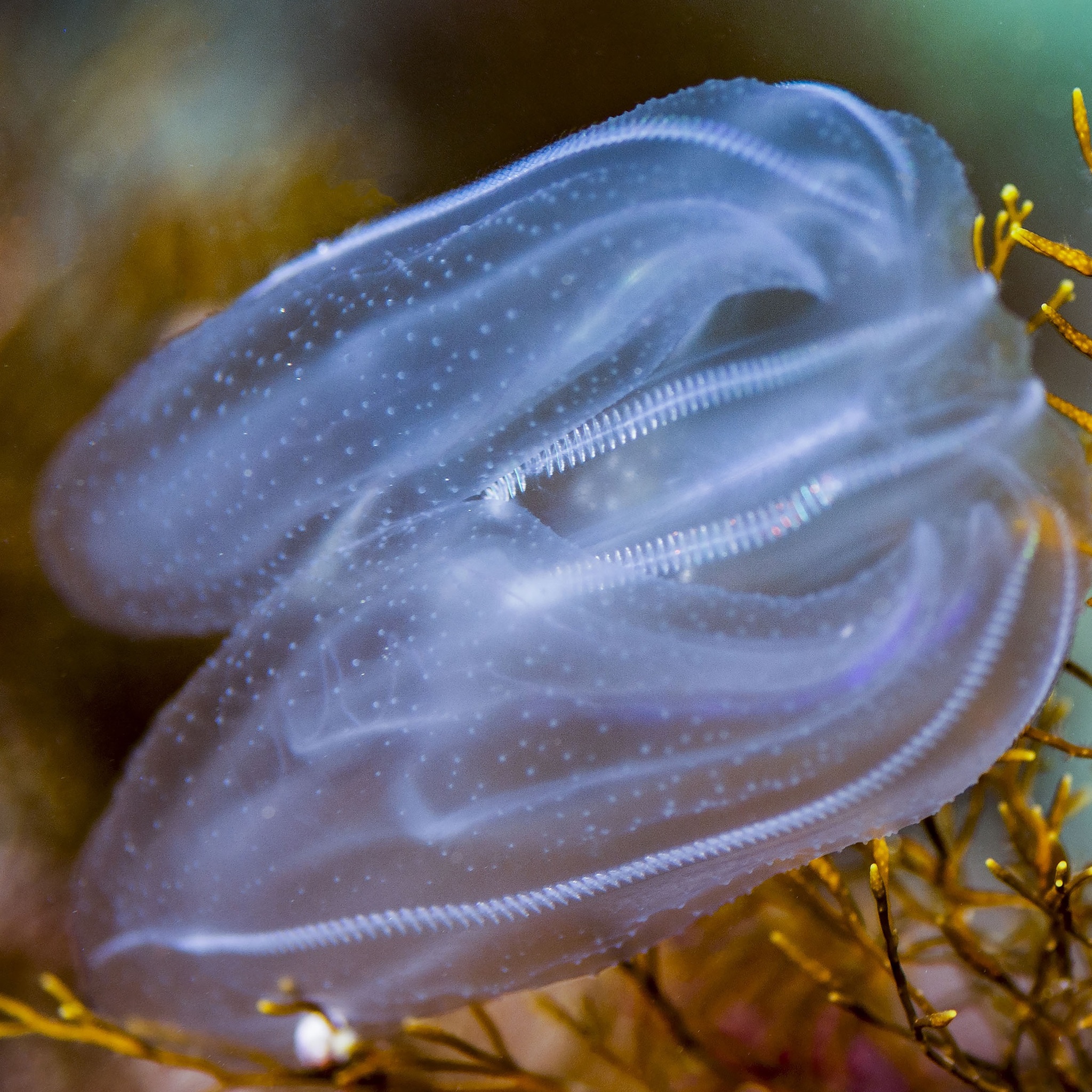 Ctenophore of the Black Sea. I'm not your jellyfish - My, Travels, Crimea, Jellyfish, Comb, Black Sea