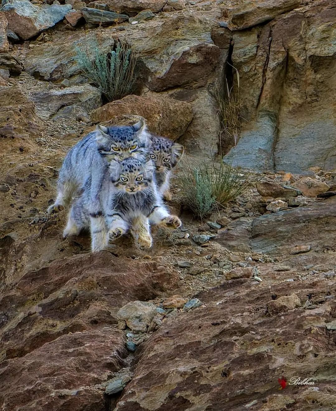 Moving - Pallas' cat, Small cats, Cat family, Predatory animals, Wild animals, wildlife, Ladakh, India, The photo, Young