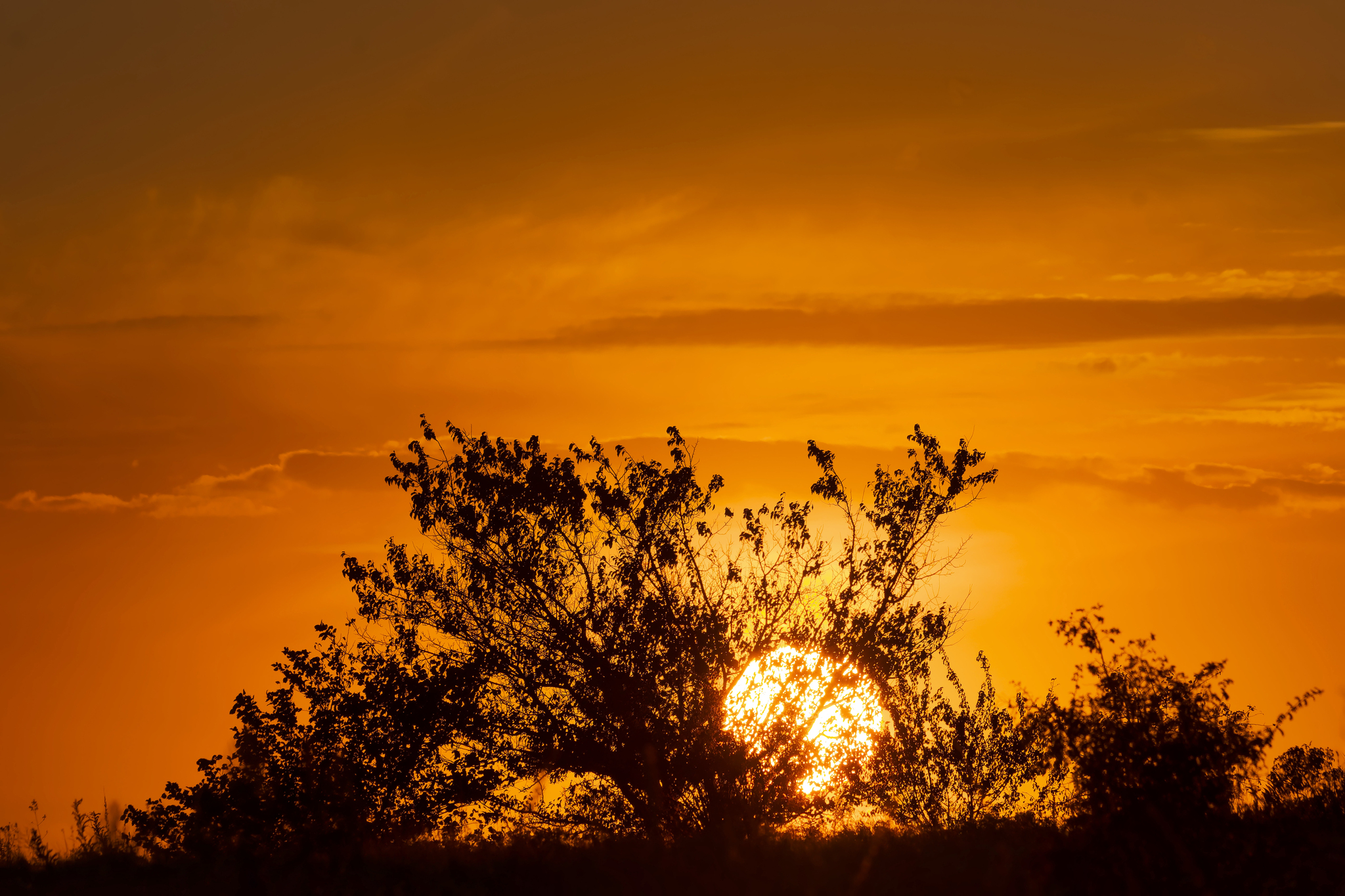 Beautiful - My, The nature of Russia, Nature, Birds, Hobby, Steppe, Landscape, LPR, Donbass, Evening, Sunset, Longpost